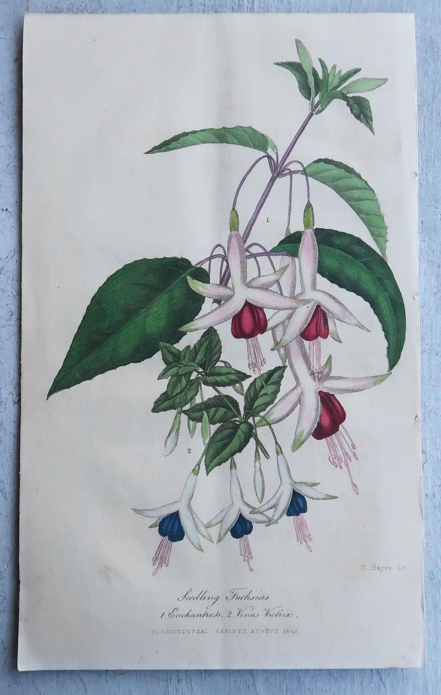 Other Set of 16 Original Antique Botanical Prints, circa 1840