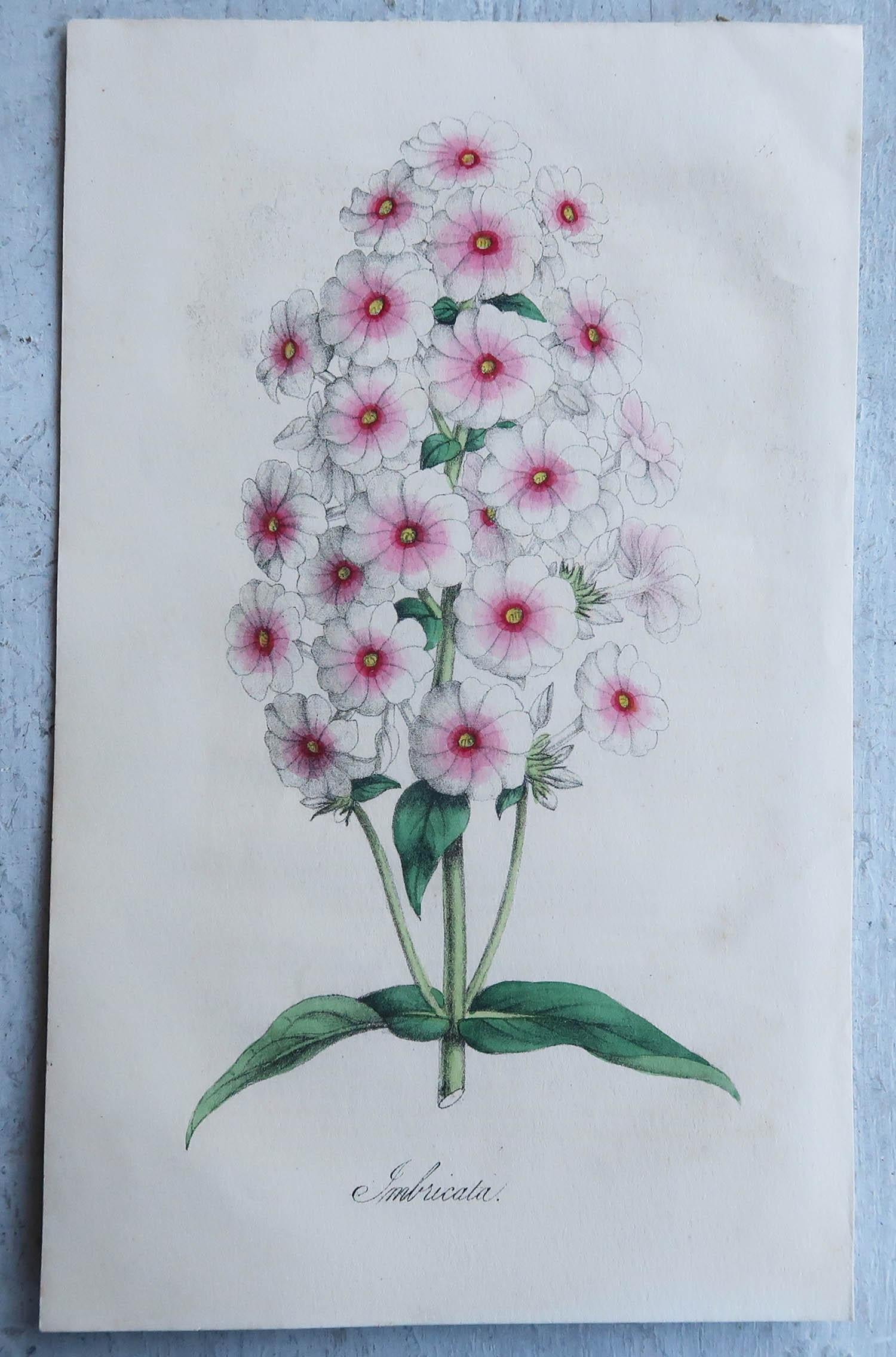 Set of 16 Original Antique Botanical Prints, circa 1840 In Good Condition In St Annes, Lancashire