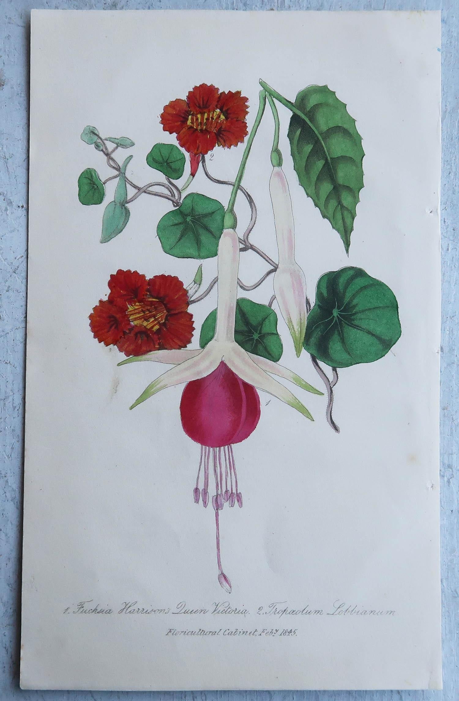 Mid-19th Century Set of 16 Original Antique Botanical Prints, circa 1840