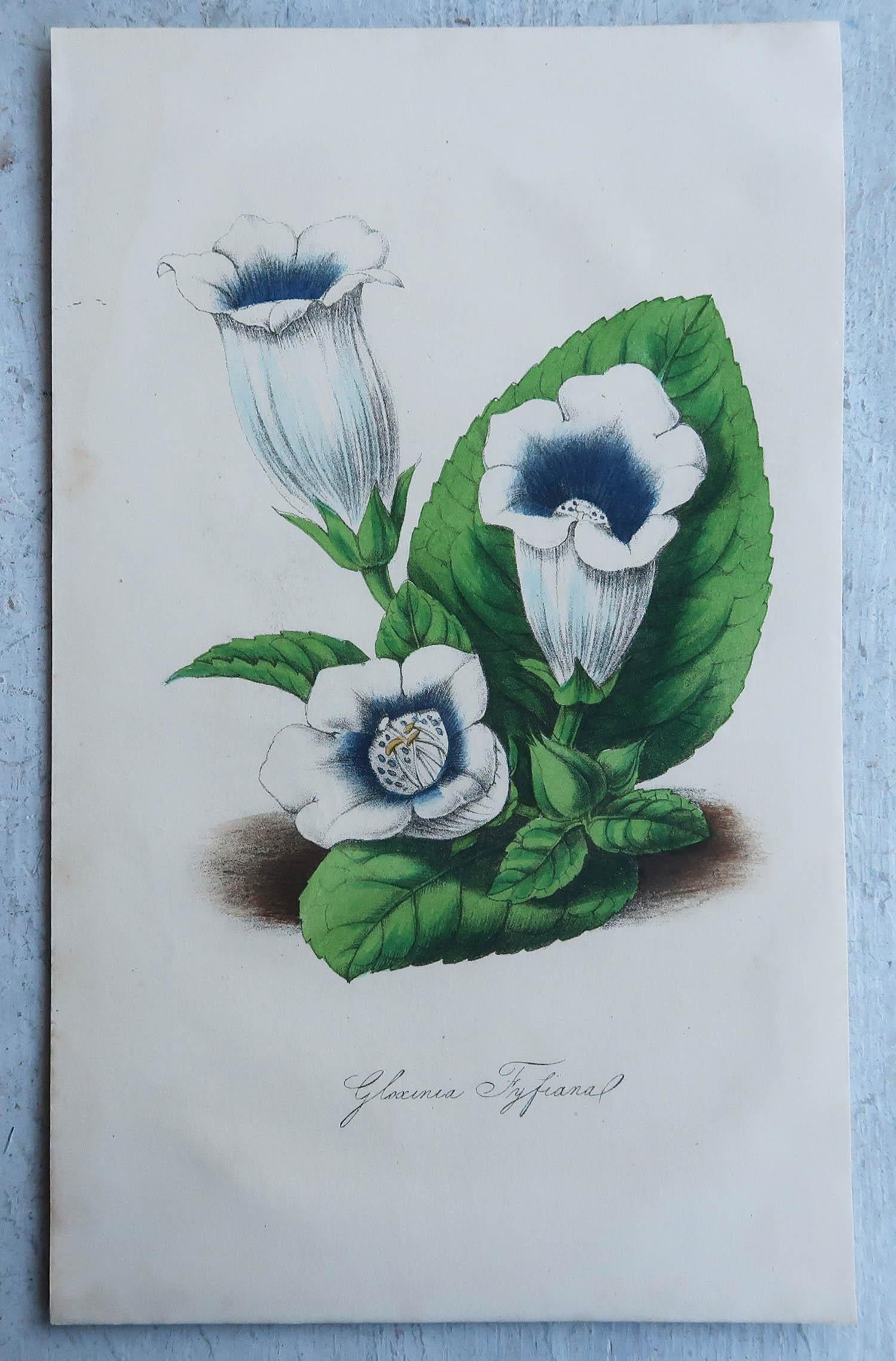 Paper Set of 16 Original Antique Botanical Prints, circa 1840