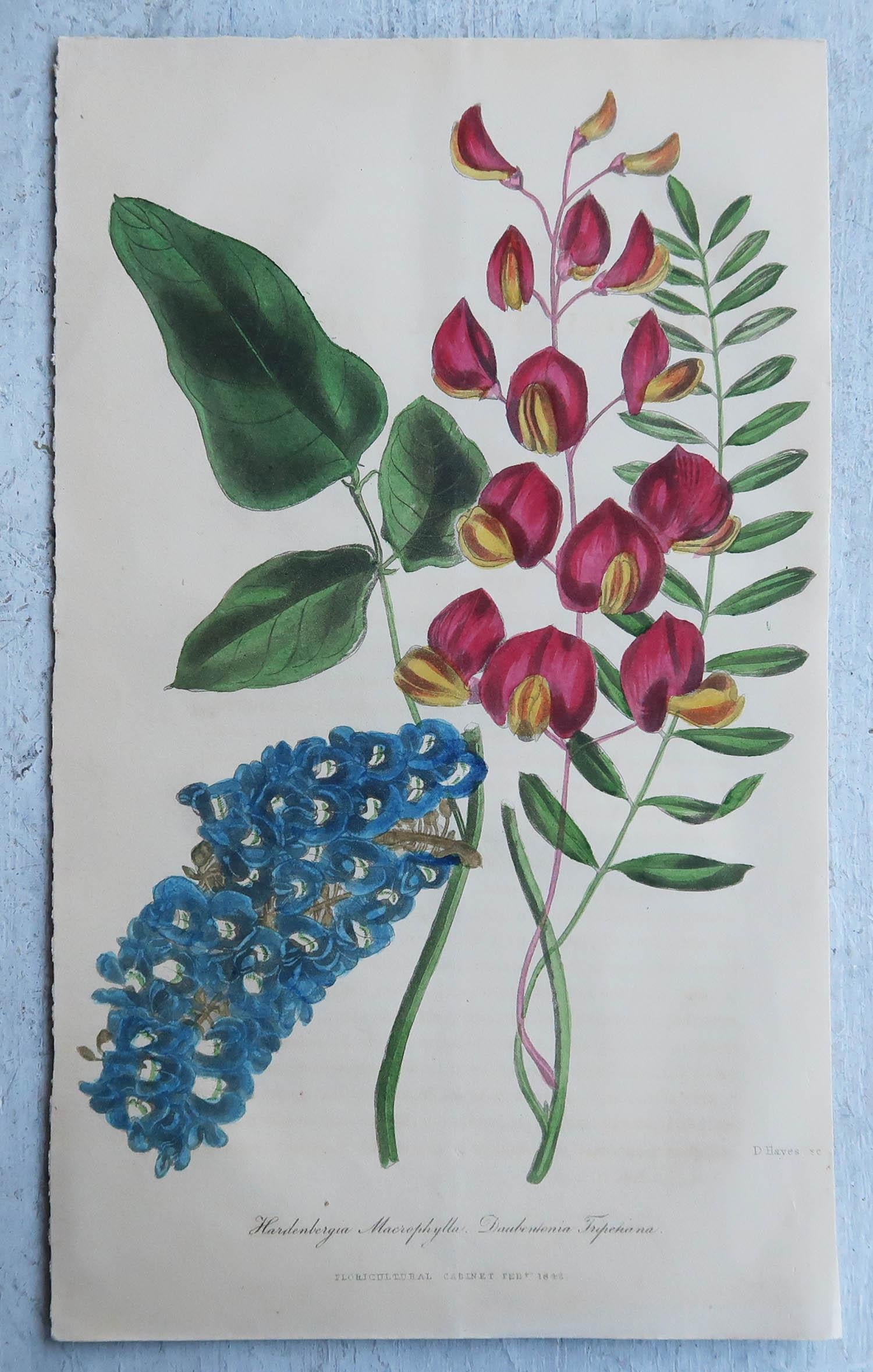 Set of 16 Original Antique Botanical Prints, circa 1840 1