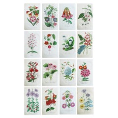 Set of 16 Original Antique Botanical Prints, circa 1840