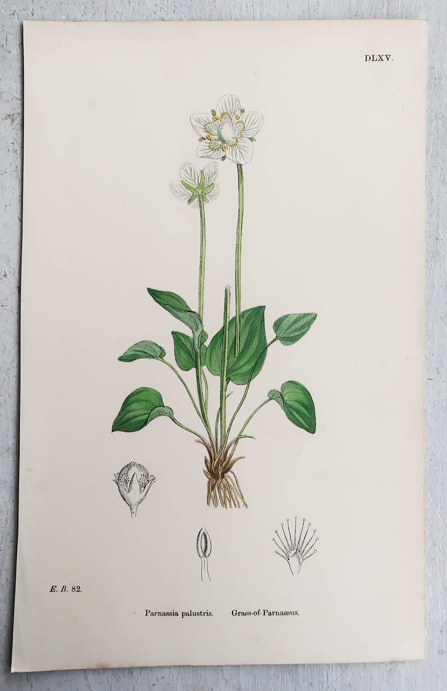 Set of 16 Original Antique Botanical Prints, circa 1850 2