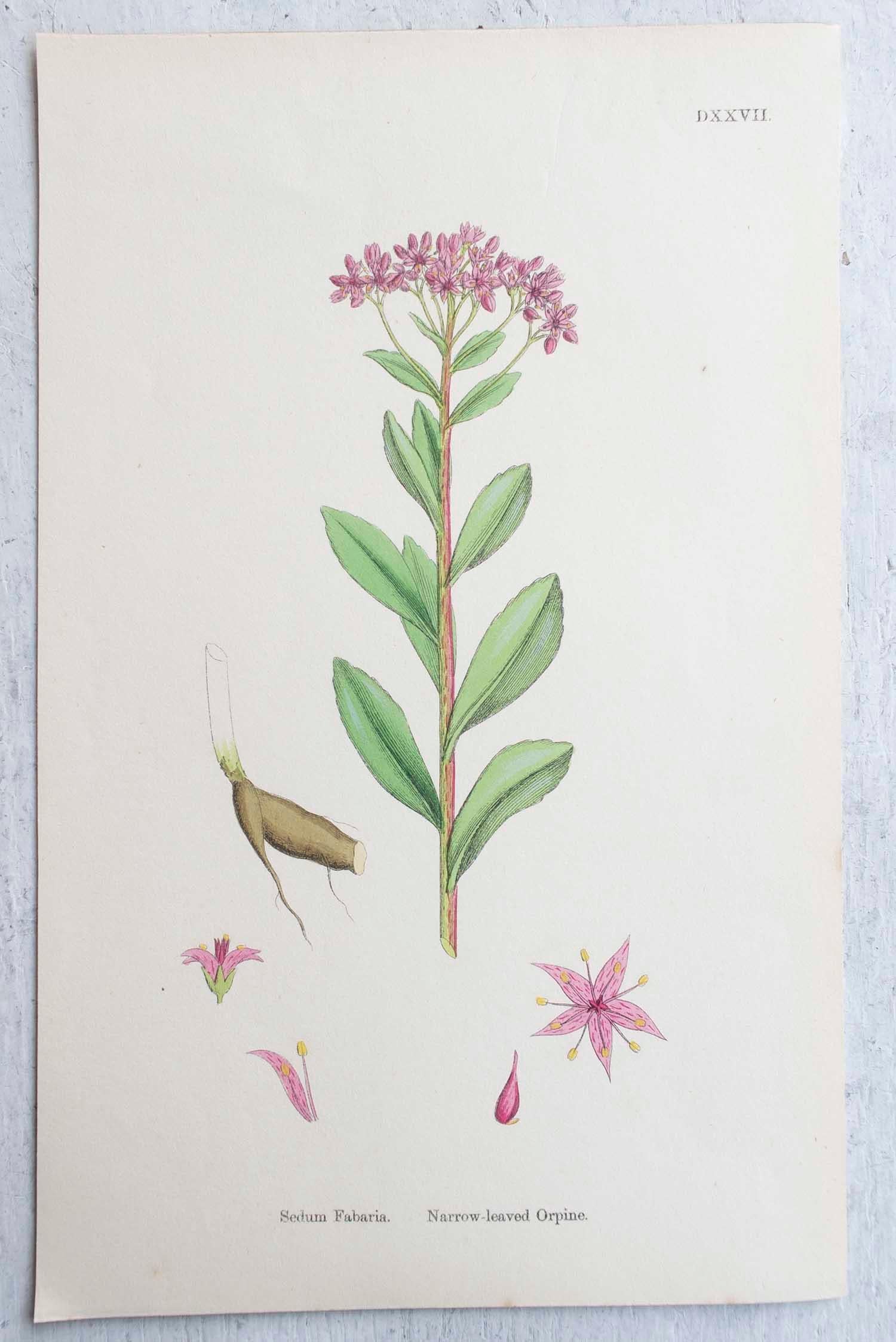 Set of 16 Original Antique Botanical Prints, circa 1850 2