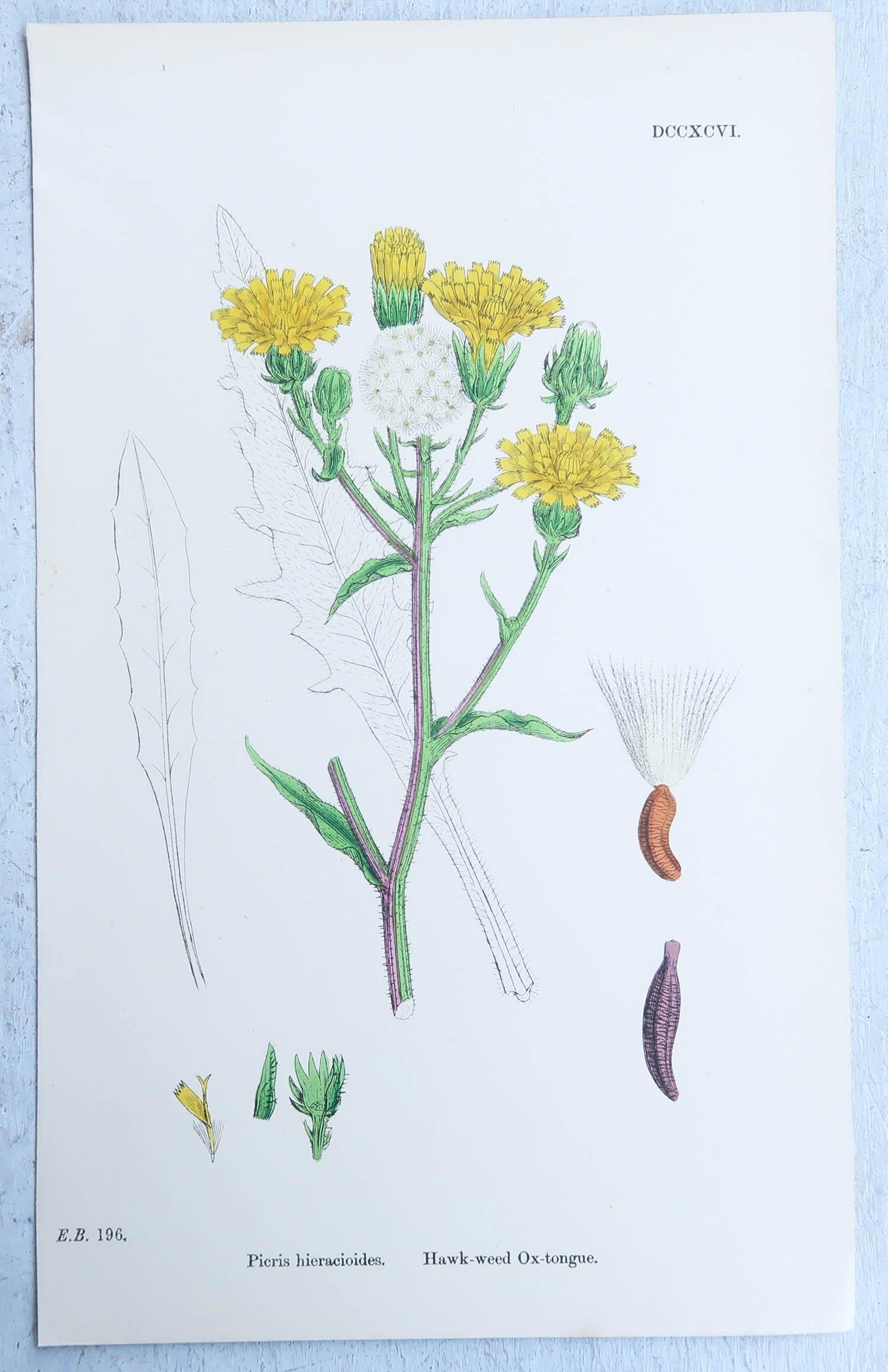 Set of 16 Original Antique Botanical Prints, circa 1850 2