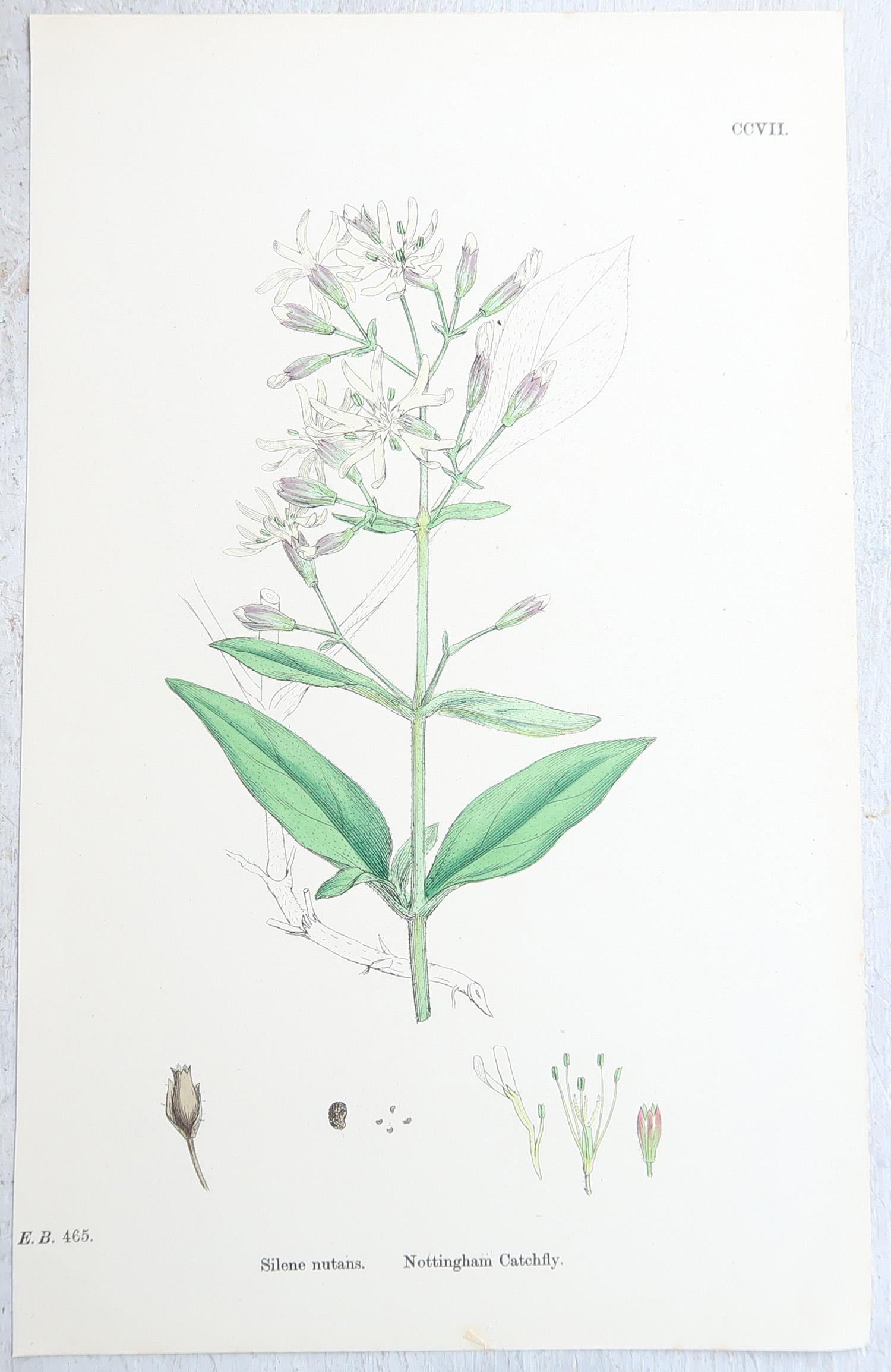 Set von 16 originalen antiken botanischen Drucken, um 1850 im Angebot 2