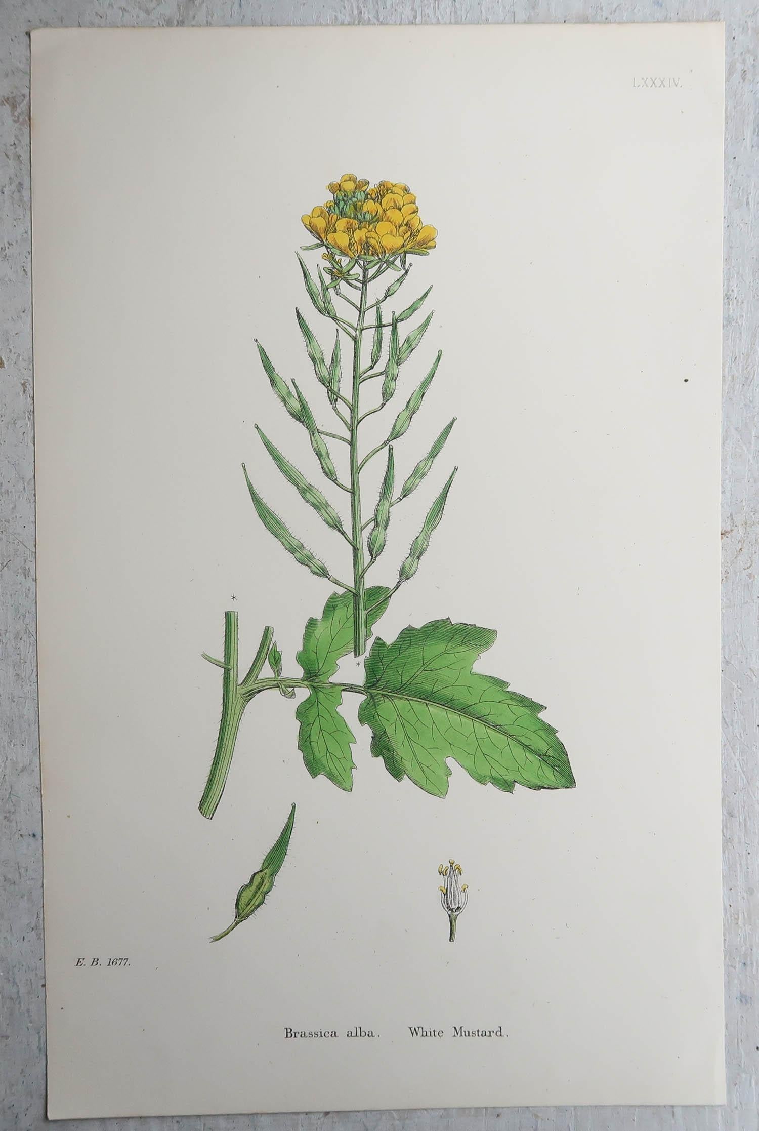 Set of 16 Original Antique Botanical Prints, circa 1850 For Sale 2