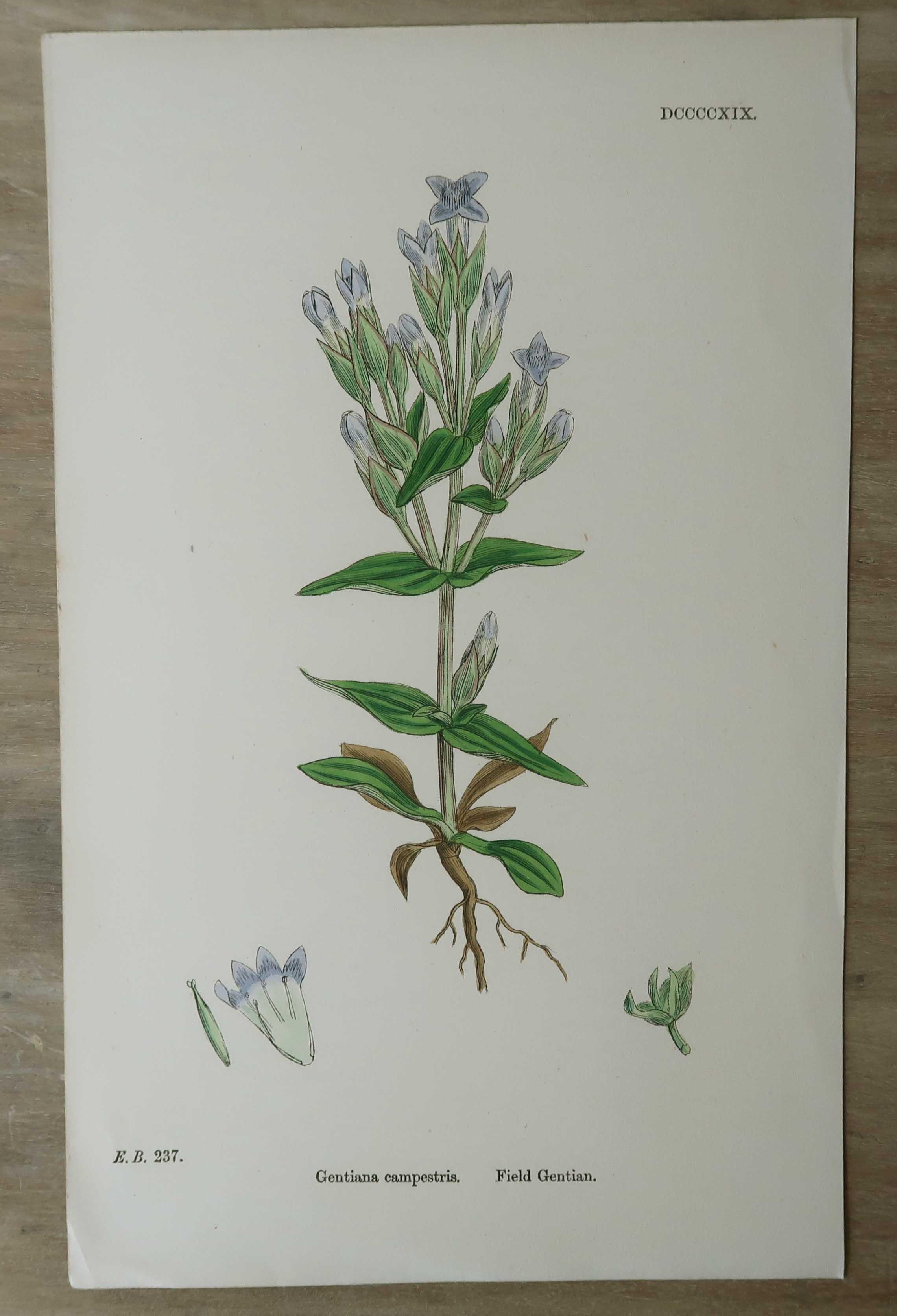 Set of 16 Original Antique Botanical Prints, circa 1850 For Sale 2