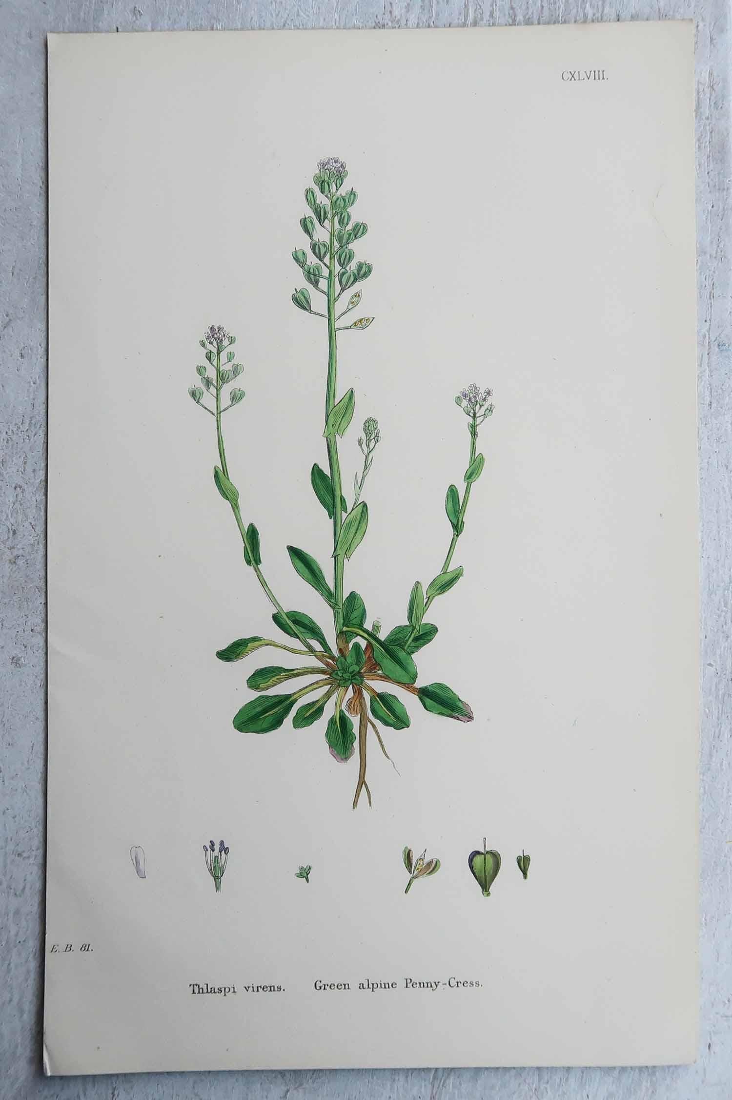 Set di 16 stampe botaniche originali antiche, circa 1850 in vendita 2