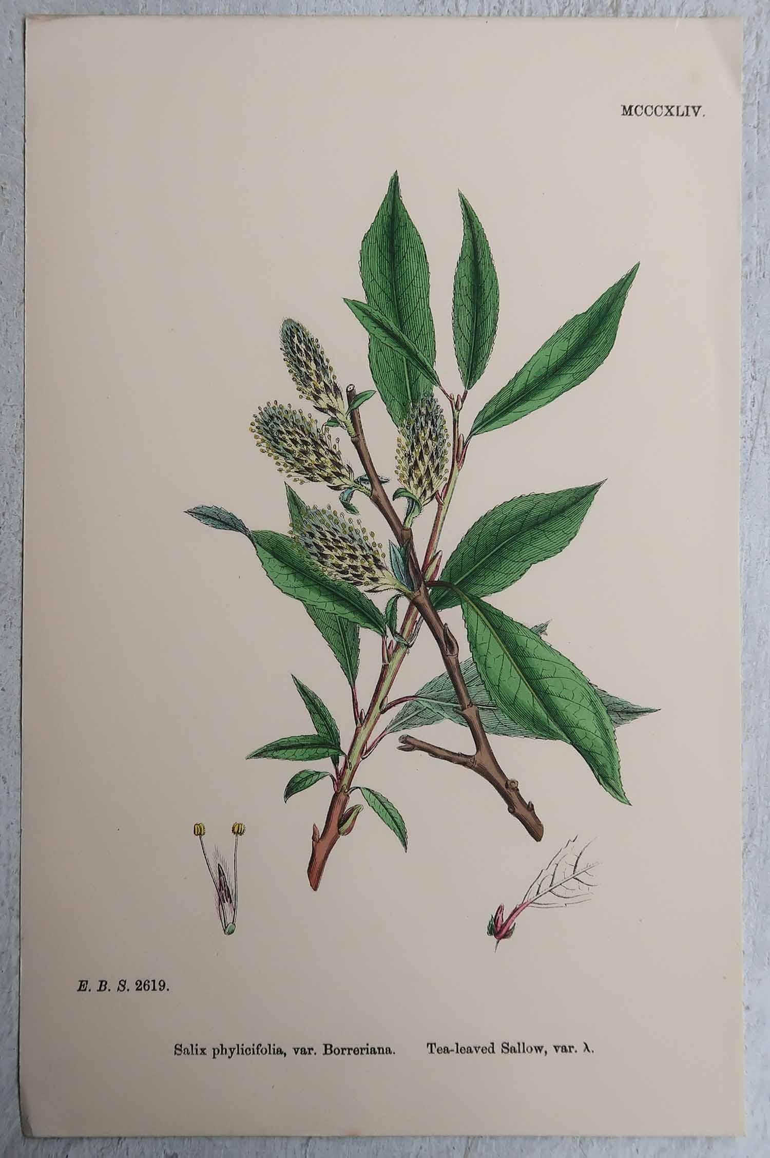 Set of 16 Original Antique Botanical Prints, circa 1850 For Sale 2