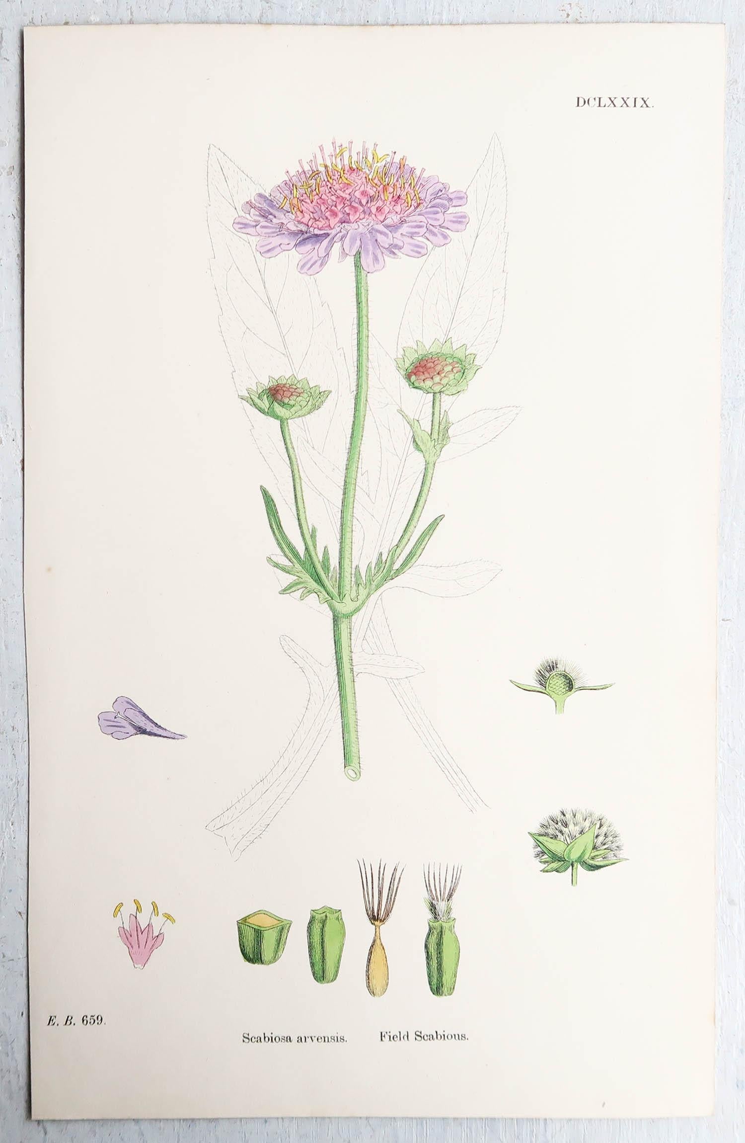 Ensemble de 16 estampes botaniques originales d'antiquités, vers 1850 3