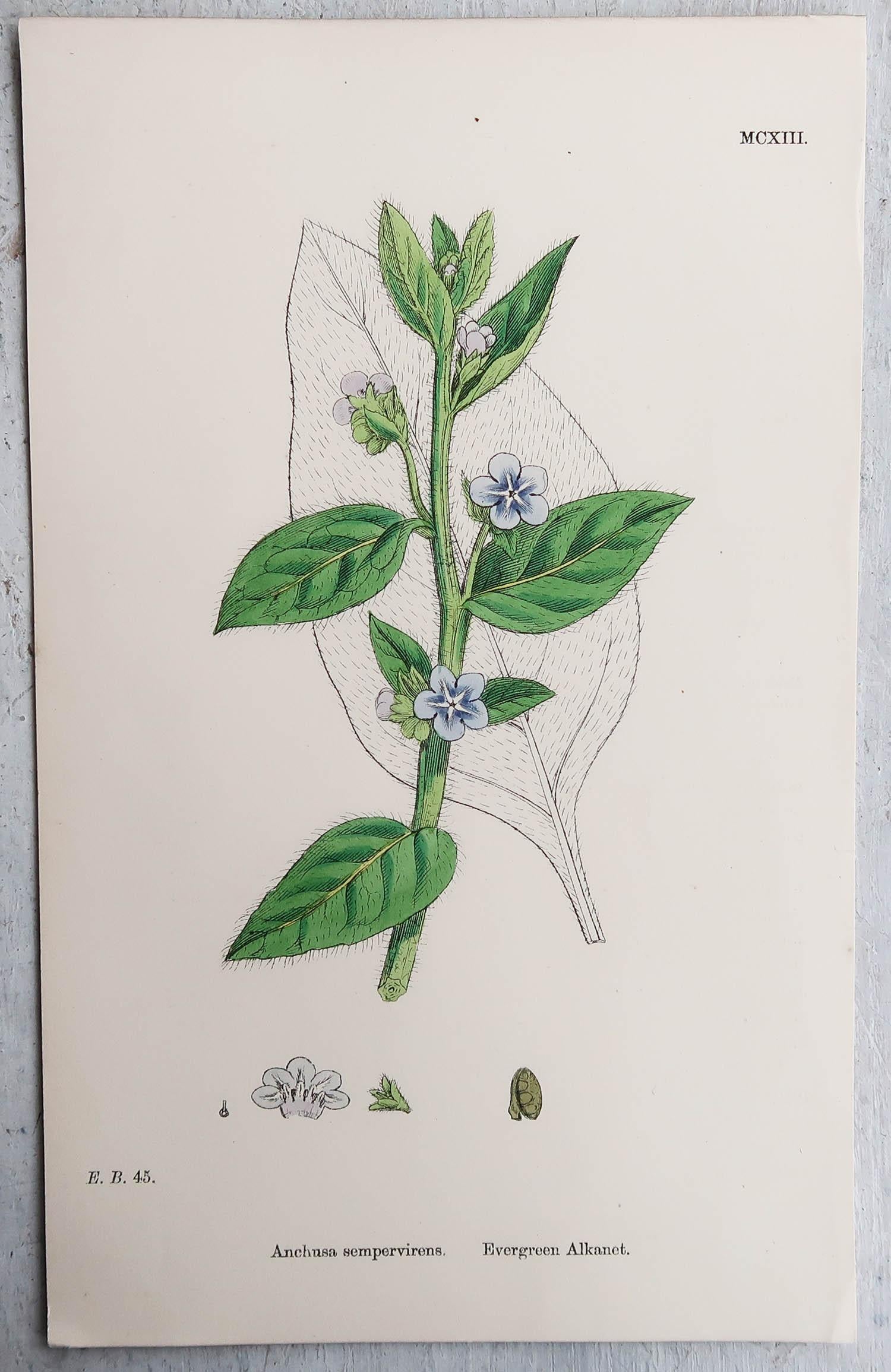 Set of 16 Original Antique Botanical Prints, circa 1850 3