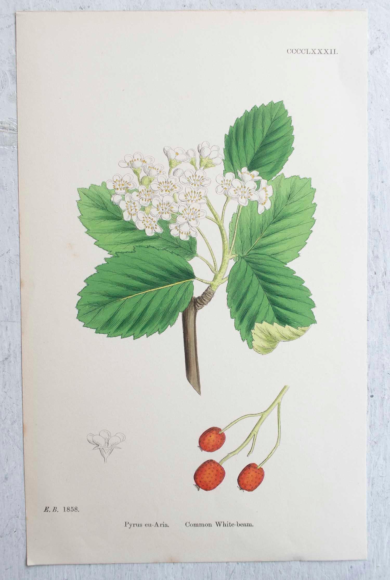 Set of 16 Original Antique Botanical Prints, circa 1850 3