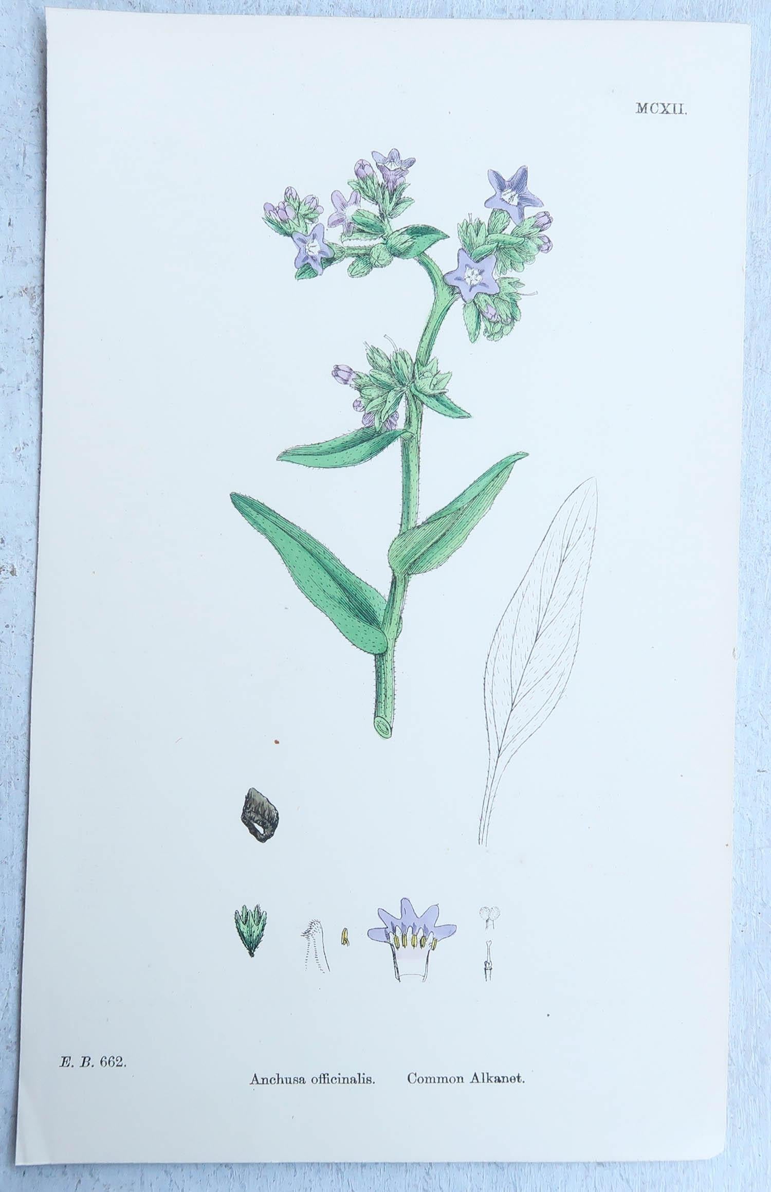 Set of 16 Original Antique Botanical Prints, circa 1850 3