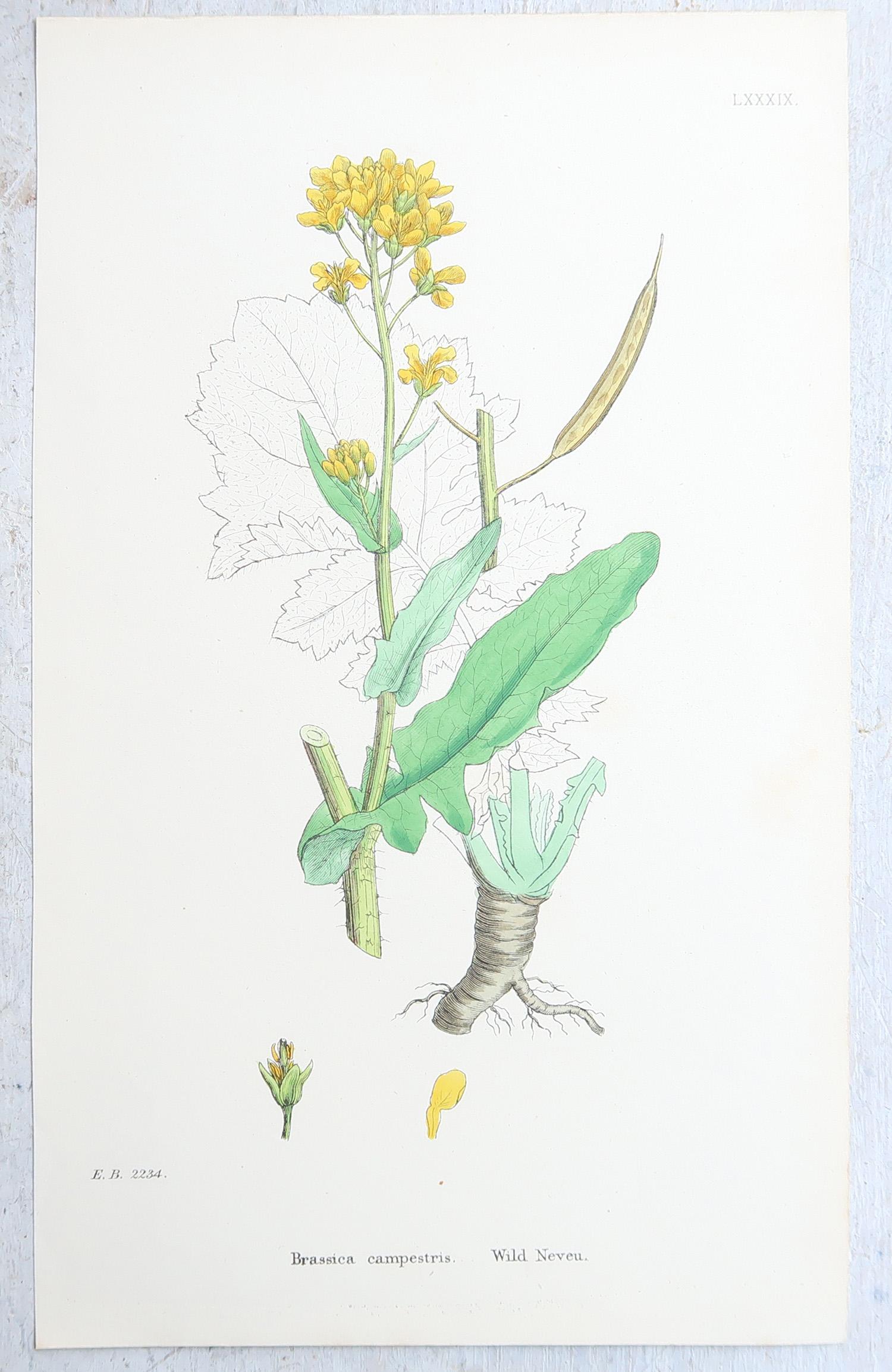 Set von 16 originalen antiken botanischen Drucken, um 1850 im Angebot 3