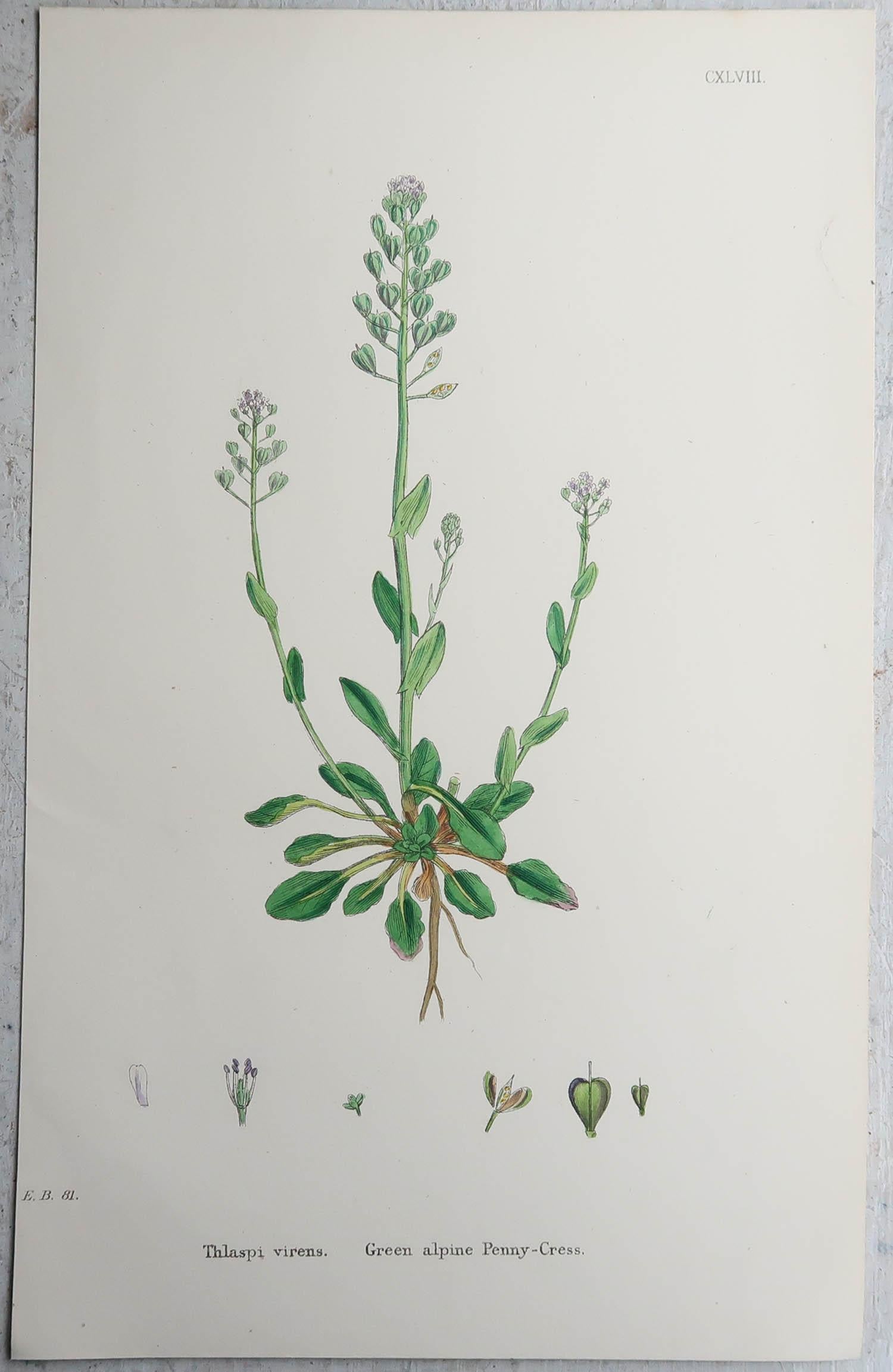 Set of 16 Original Antique Botanical Prints, circa 1850 For Sale 3