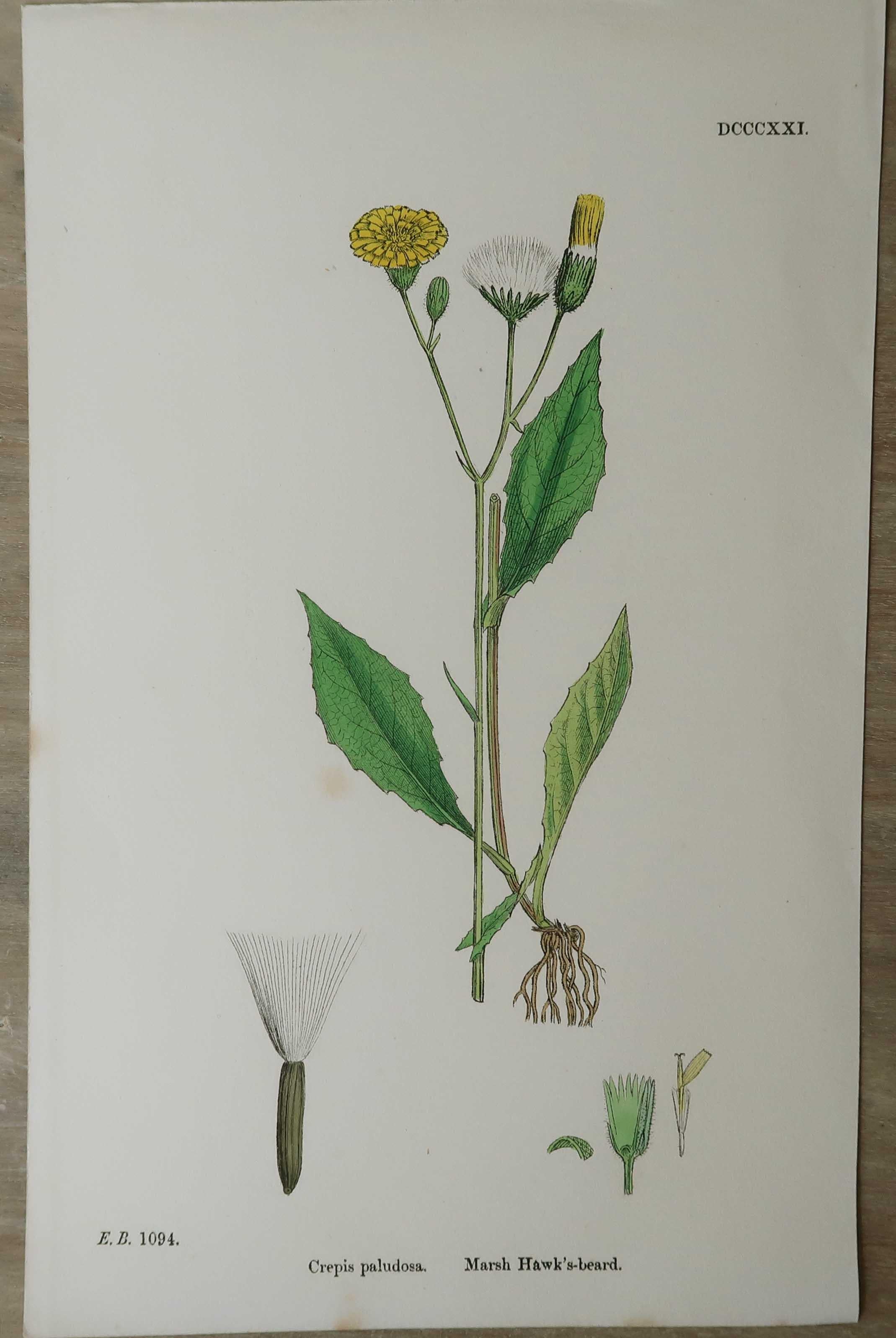 Set of 16 Original Antique Botanical Prints, circa 1850 For Sale 3