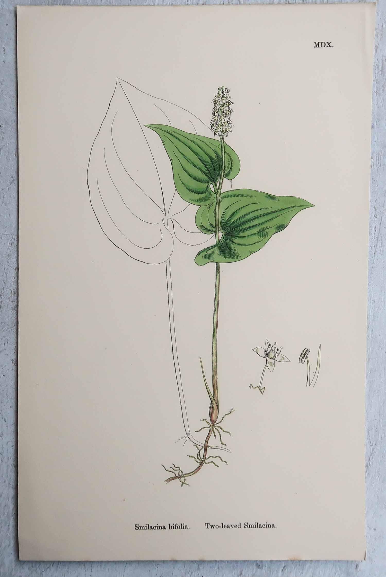 Set di 16 stampe botaniche originali antiche, circa 1850 in vendita 3
