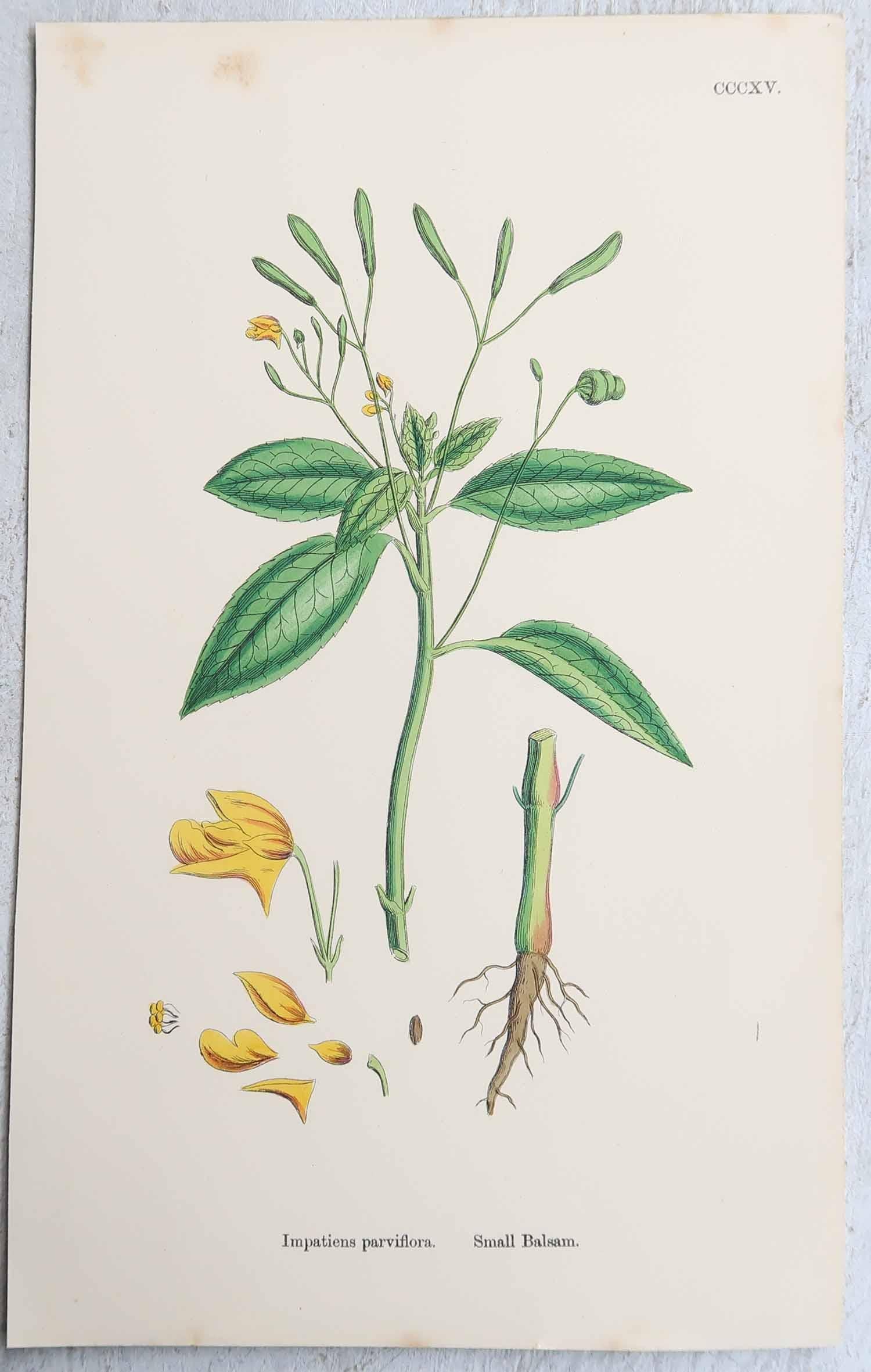 Ensemble de 16 estampes botaniques originales d'antiquités, vers 1850 en vente 3