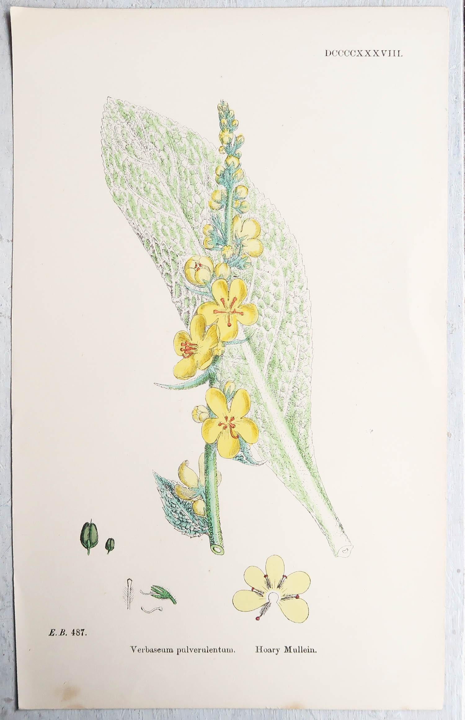 Ensemble de 16 estampes botaniques originales d'antiquités, vers 1850 4