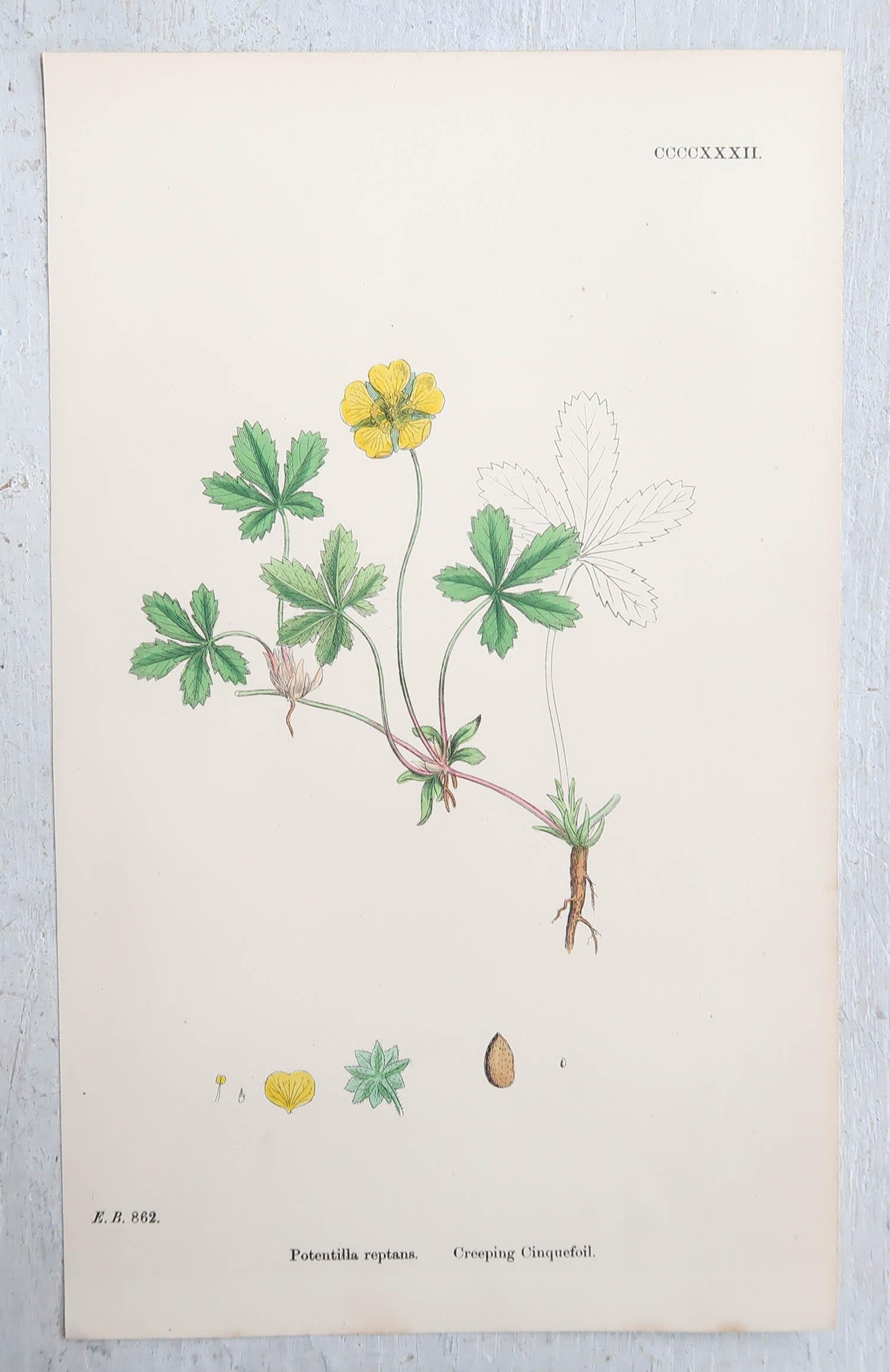Set of 16 Original Antique Botanical Prints, circa 1850 For Sale 4
