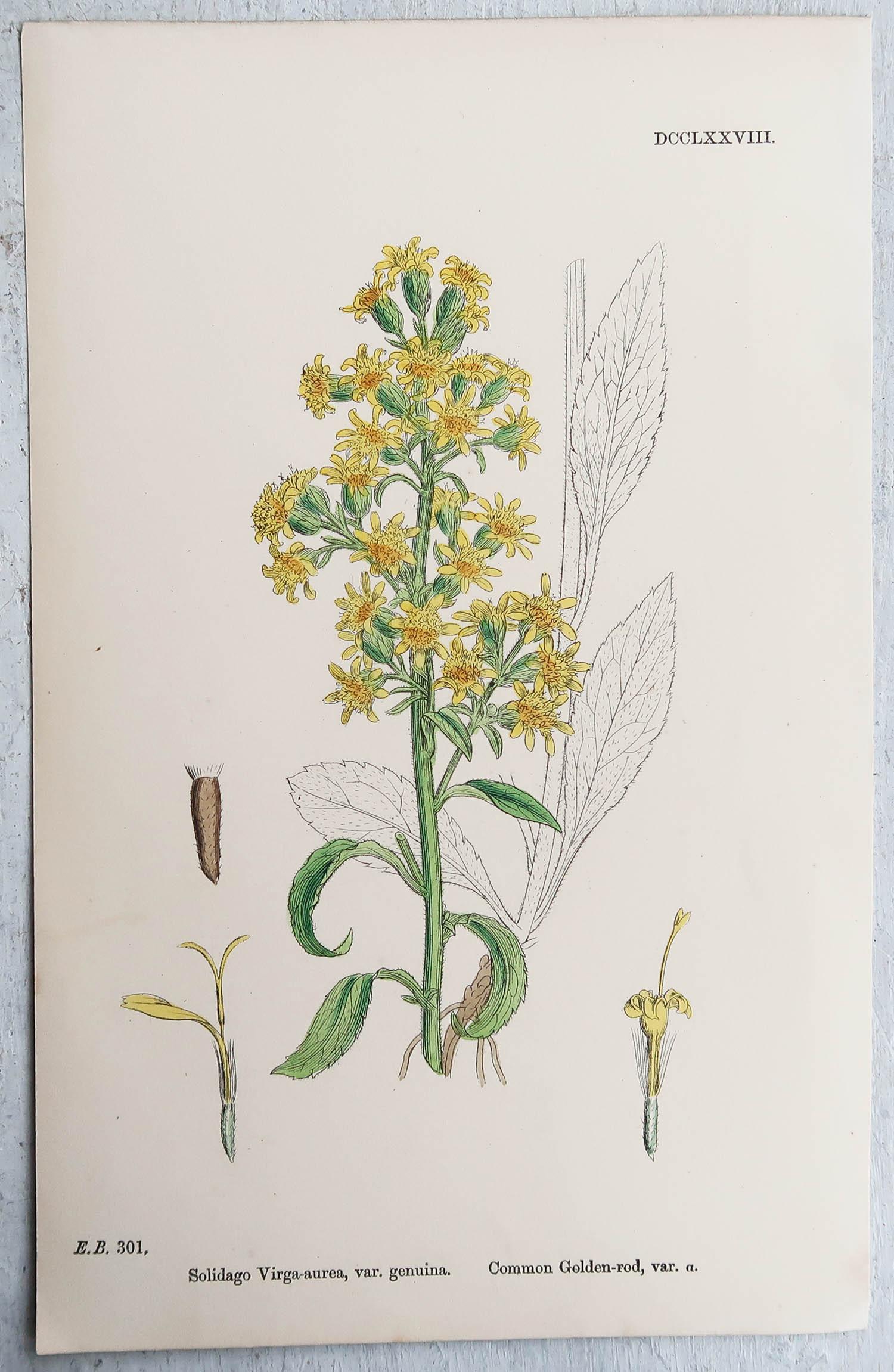 Set of 16 Original Antique Botanical Prints, circa 1850 4