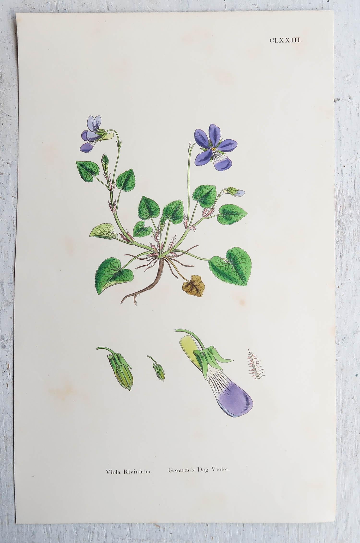 Set von 16 originalen antiken botanischen Drucken, um 1850 im Angebot 4
