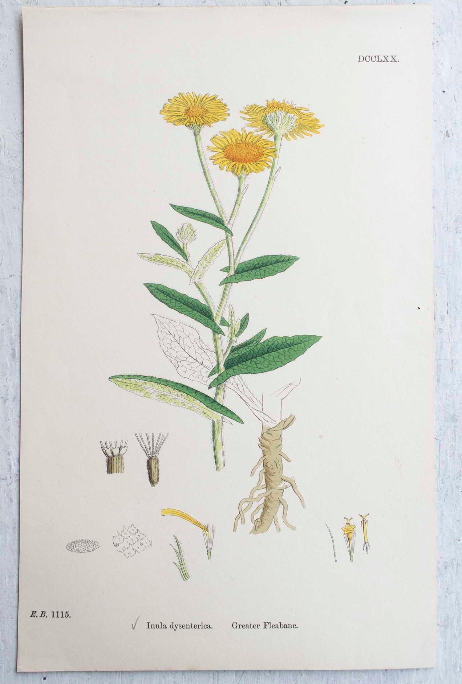 Set of 16 Original Antique Botanical Prints, circa 1850 4