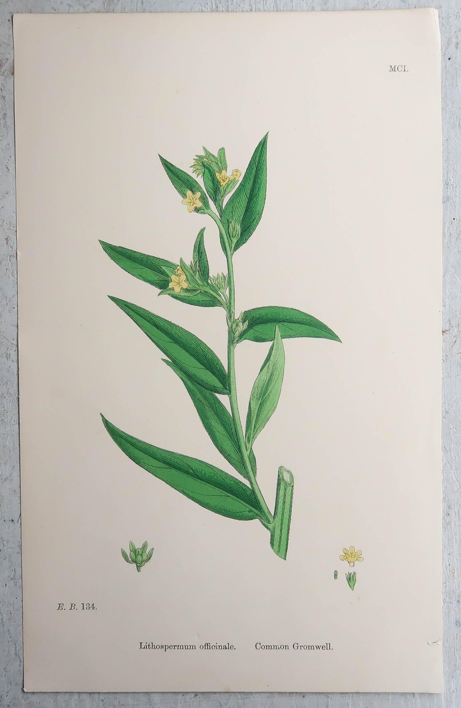 Set of 16 Original Antique Botanical Prints, circa 1850 For Sale 4