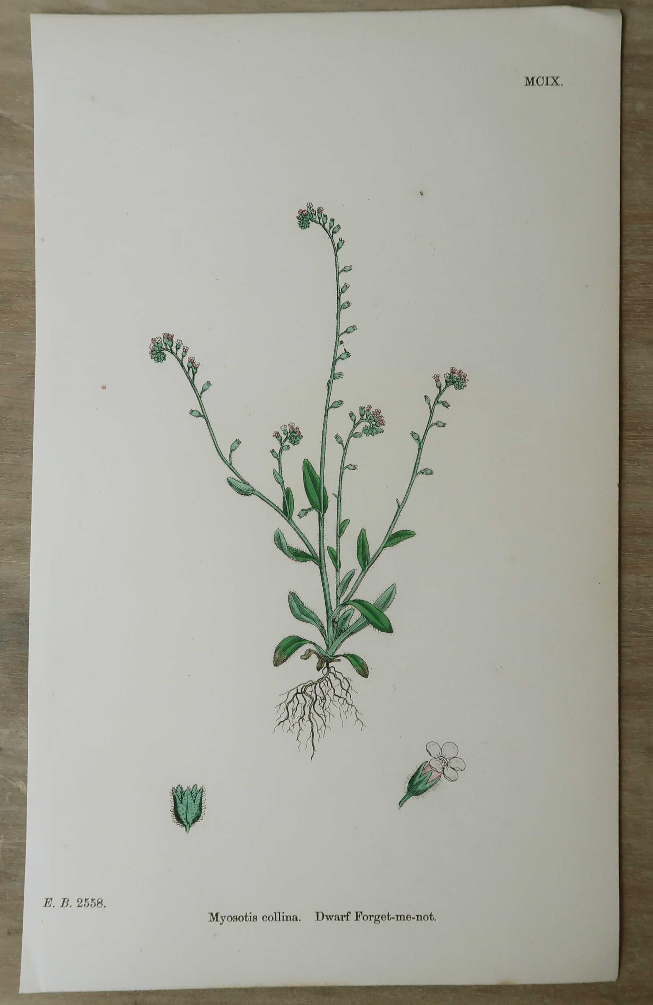 Set of 16 Original Antique Botanical Prints, circa 1850 For Sale 4