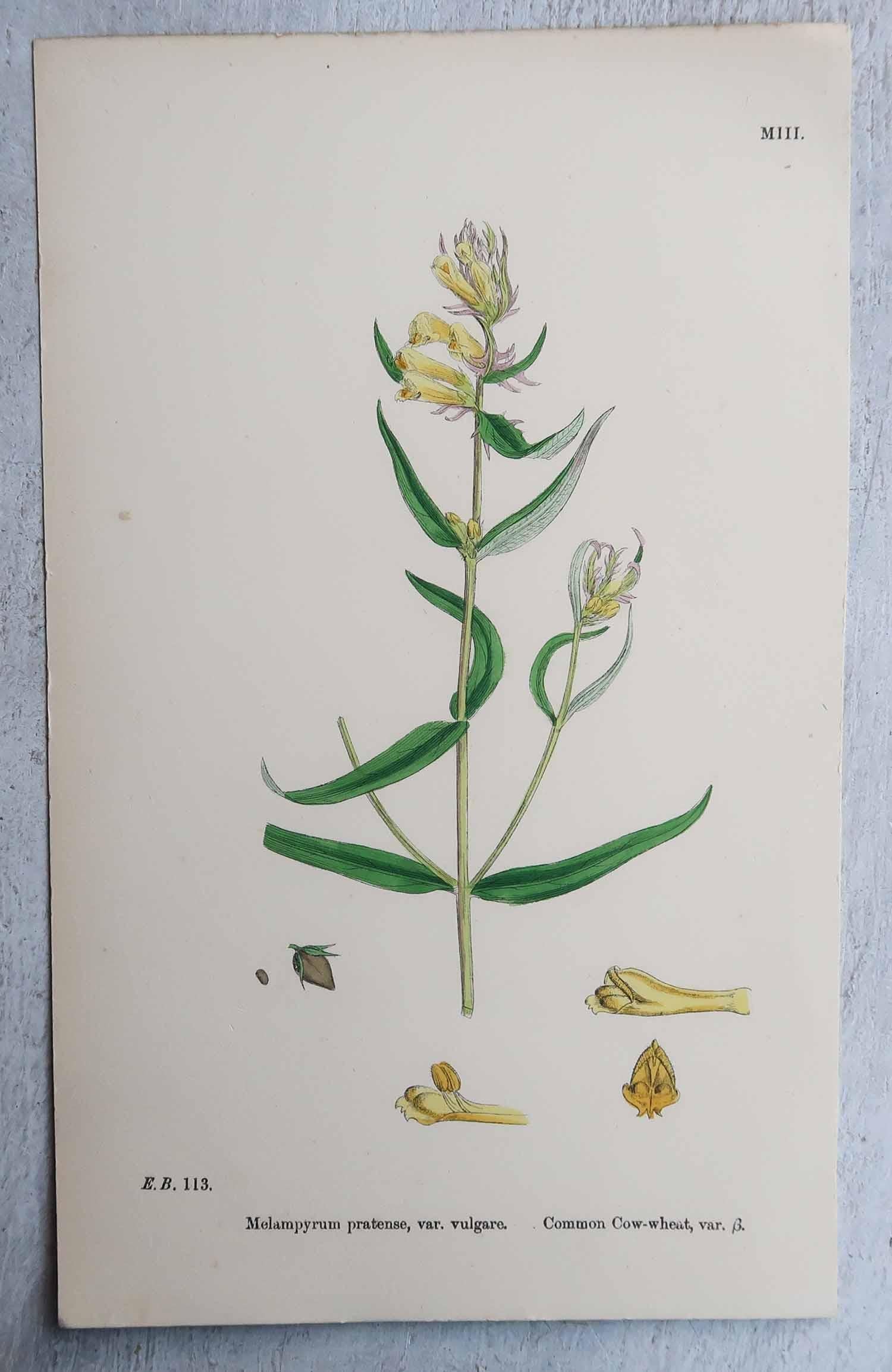 Set di 16 stampe botaniche originali antiche, circa 1850 in vendita 4