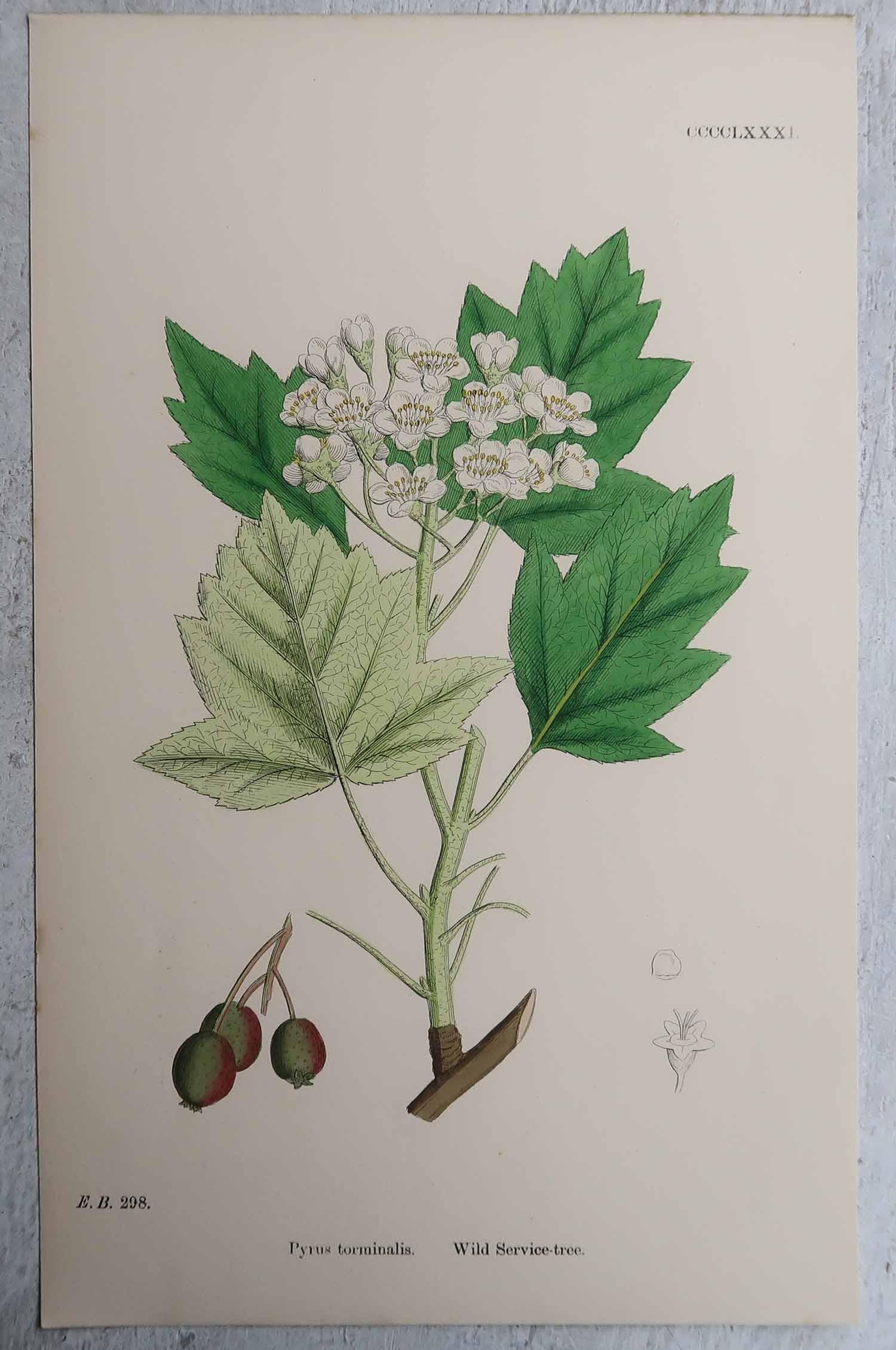 Set of 16 Original Antique Botanical Prints, circa 1850 For Sale 4