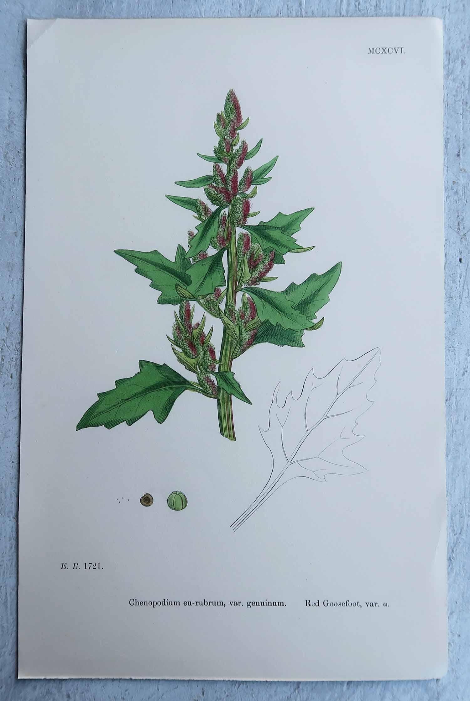 Set von 16 originalen antiken botanischen Drucken, um 1850 im Angebot 4