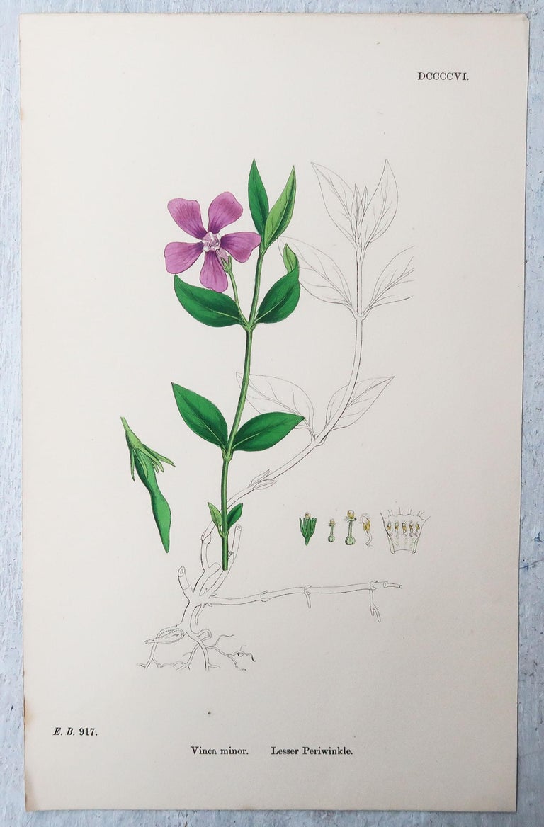 Original Botanitcal Prints Set of 16 Original Antique Botanical Prints, Circa 1850 at 1stDibs