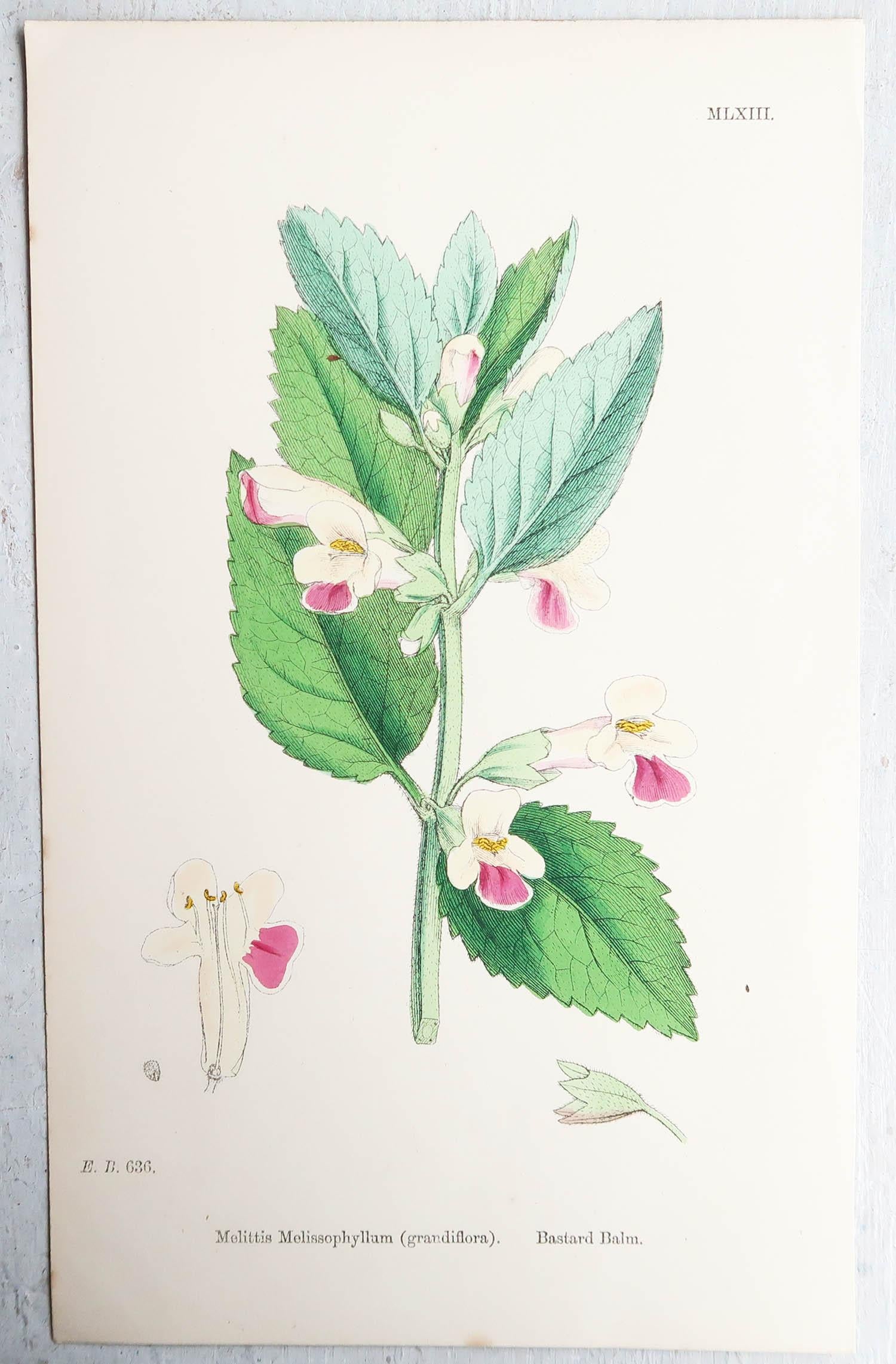 Ensemble de 16 estampes botaniques originales d'antiquités, vers 1850 5
