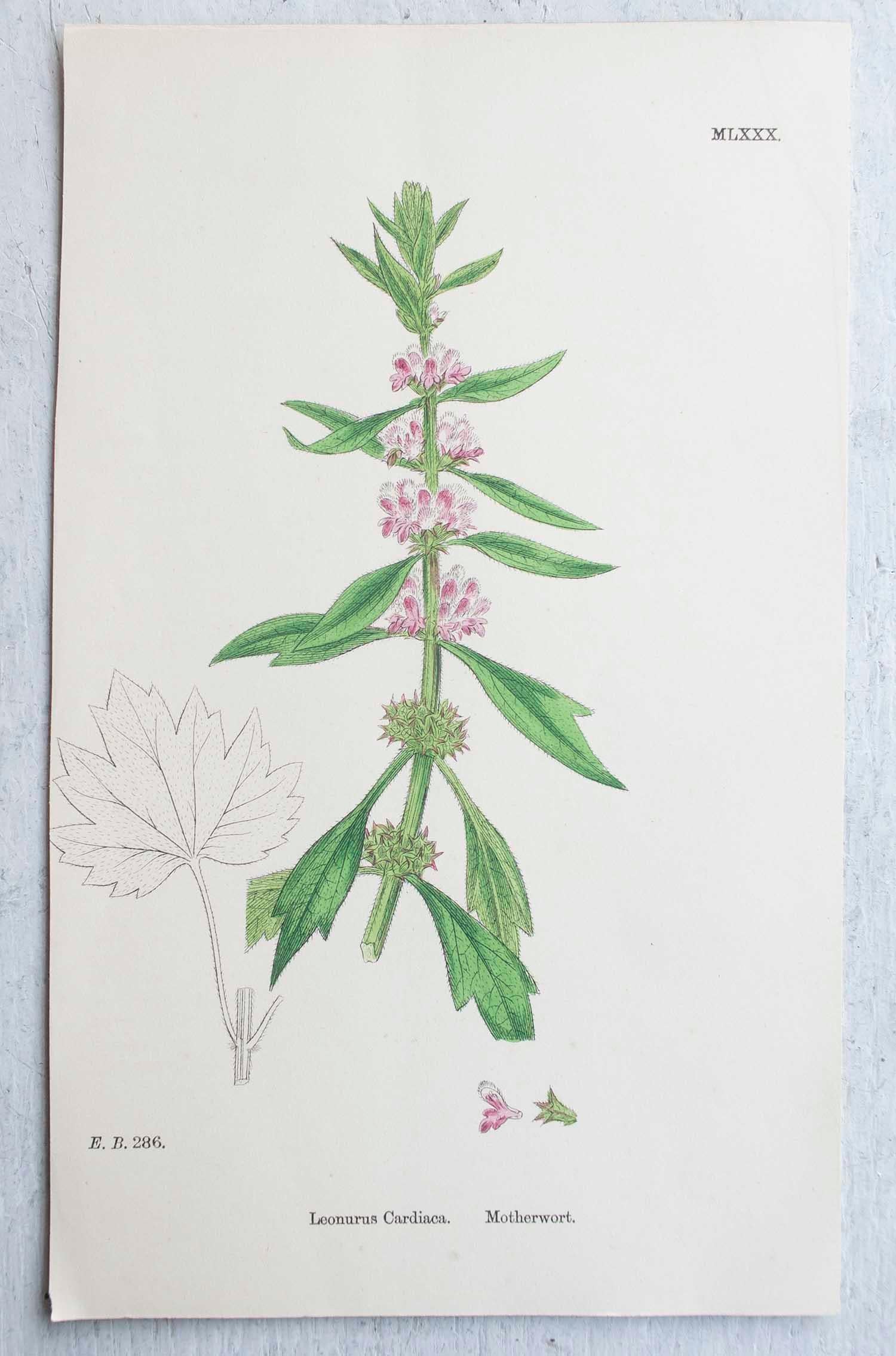 Set of 16 Original Antique Botanical Prints, circa 1850 5