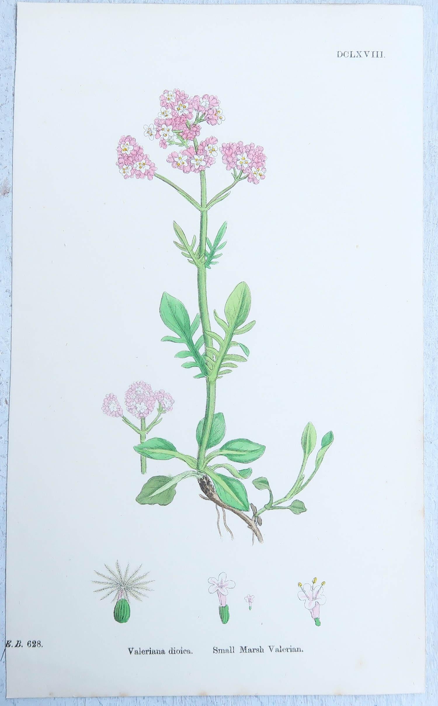 Set of 16 Original Antique Botanical Prints, circa 1850 5