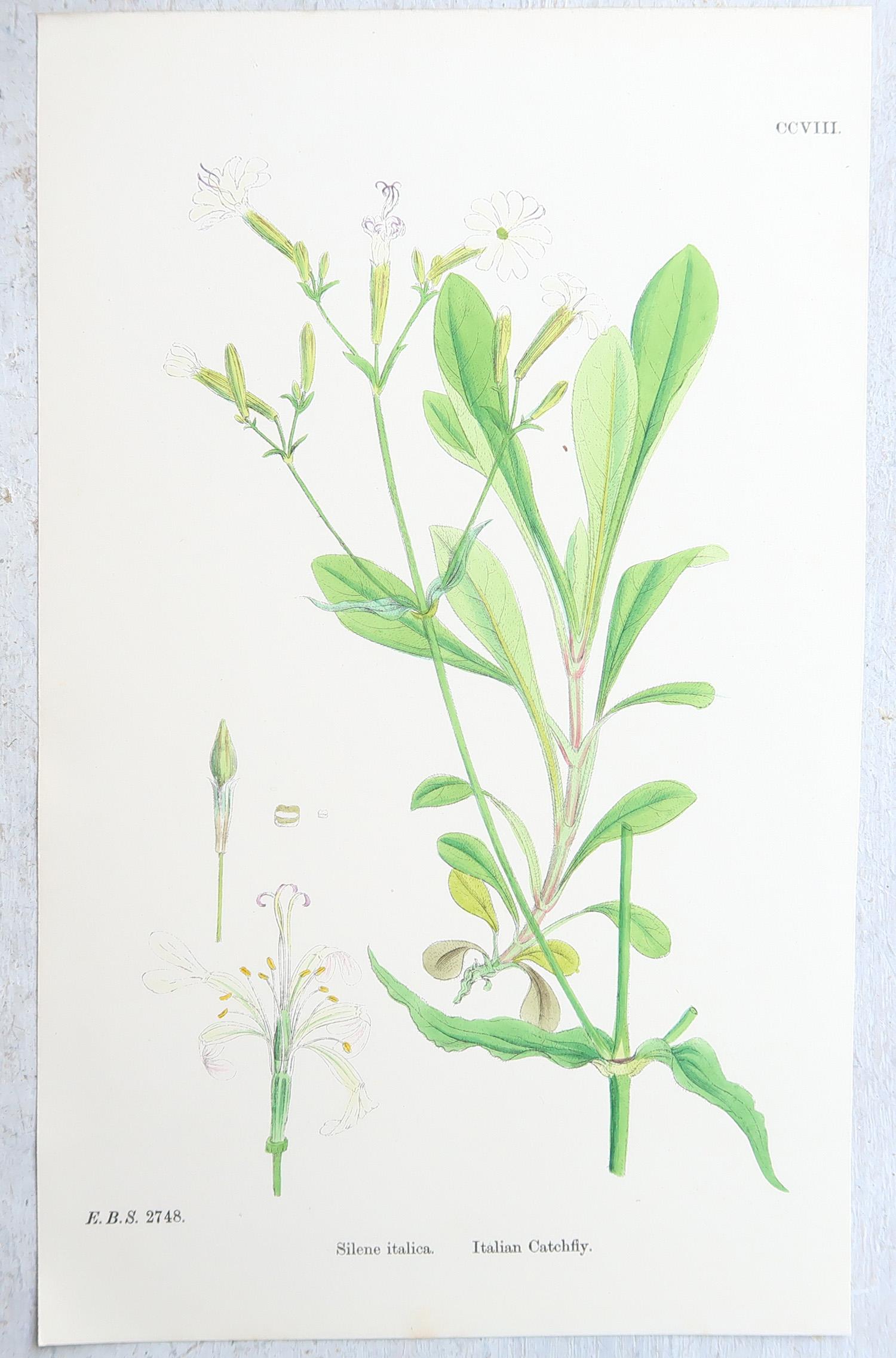 Set von 16 originalen antiken botanischen Drucken, um 1850 im Angebot 5
