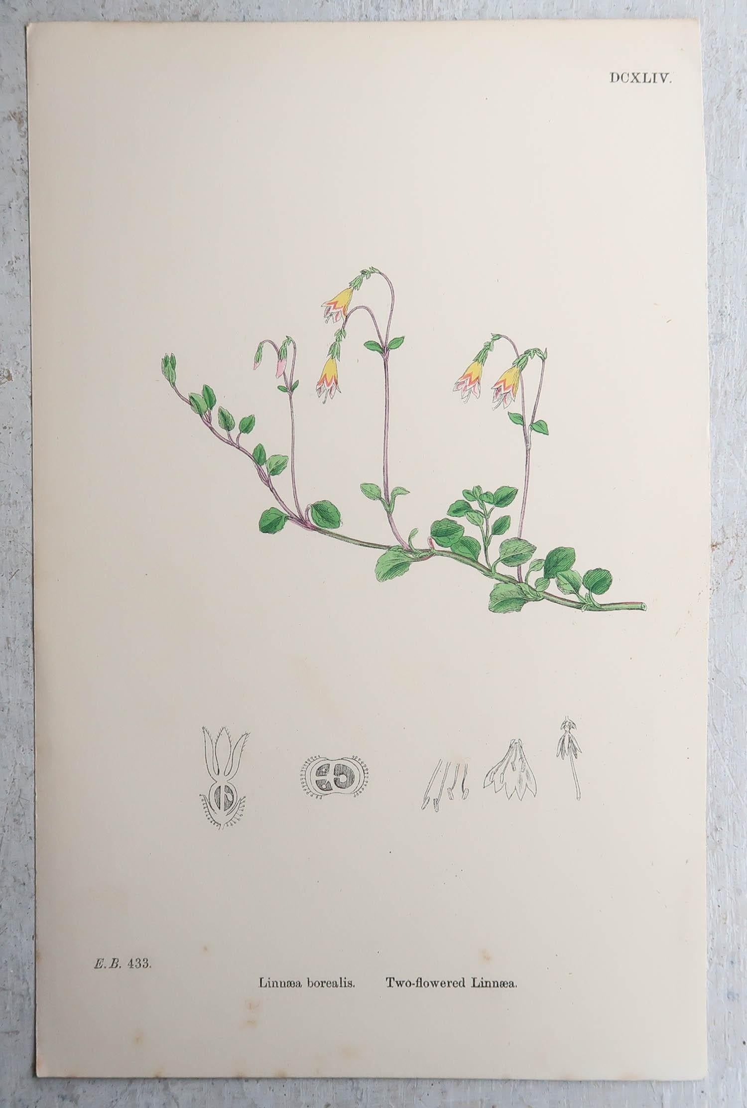 Set of 16 Original Antique Botanical Prints, circa 1850 For Sale 5