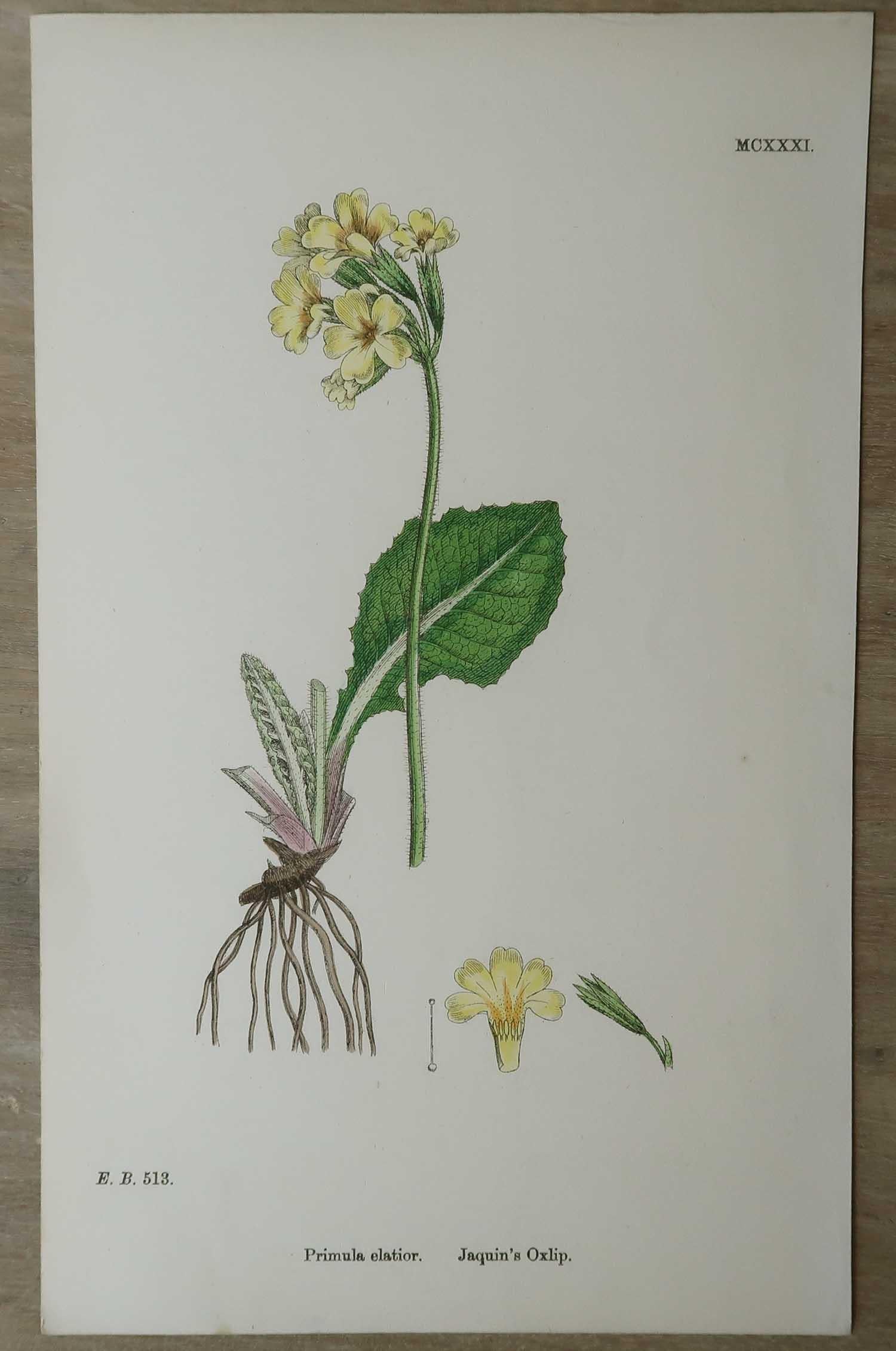 Set of 16 Original Antique Botanical Prints, circa 1850 For Sale 5