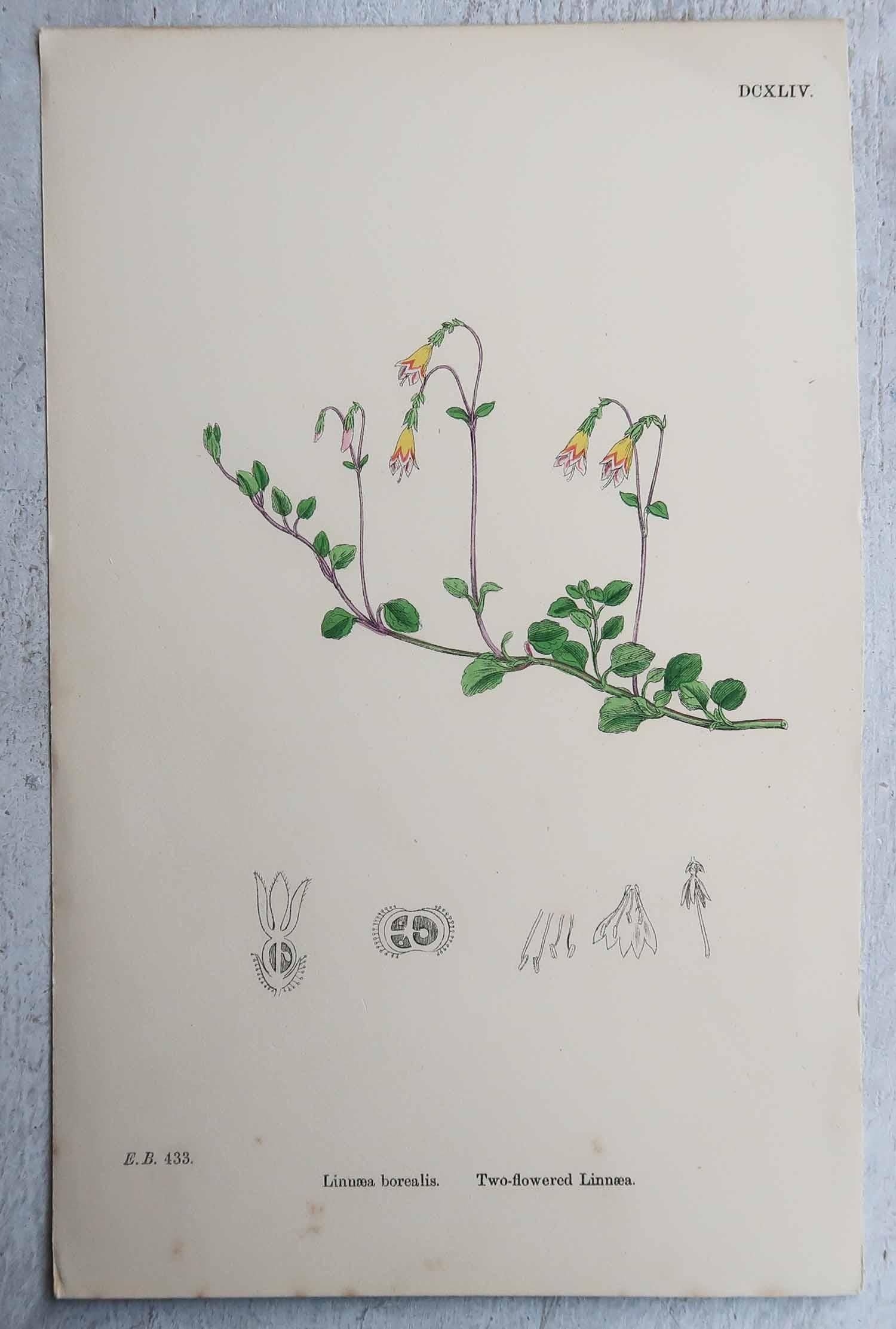 Set di 16 stampe botaniche originali antiche, circa 1850 in vendita 5