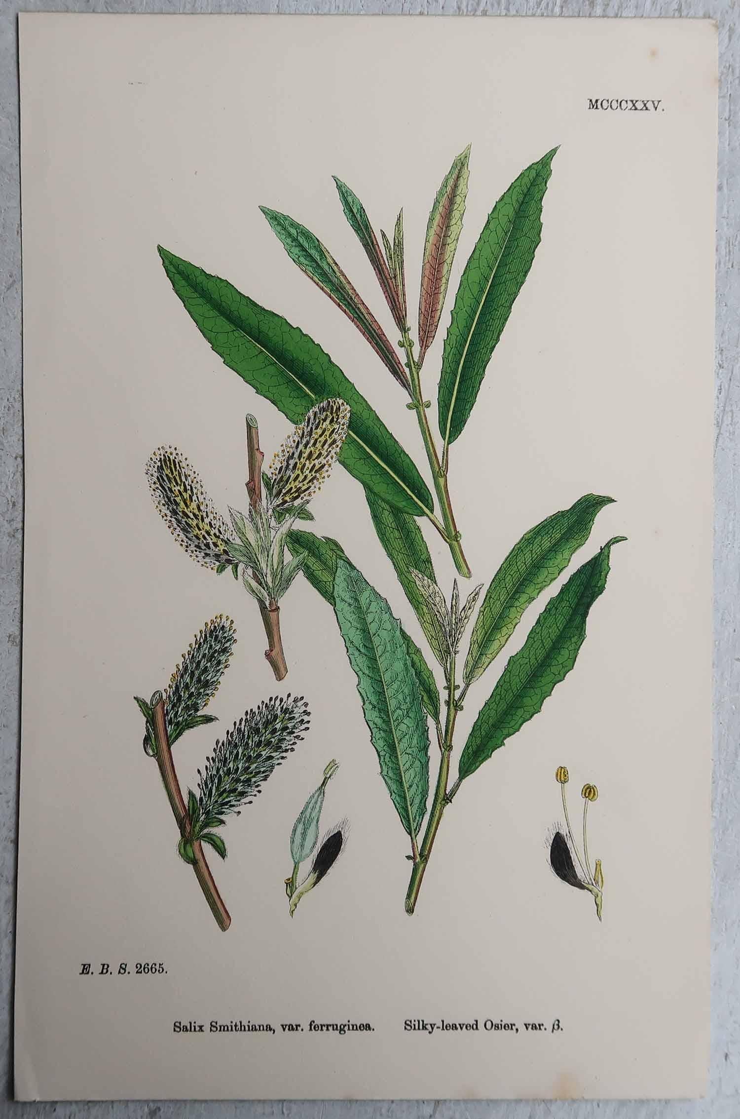 Set of 16 Original Antique Botanical Prints, circa 1850 For Sale 5