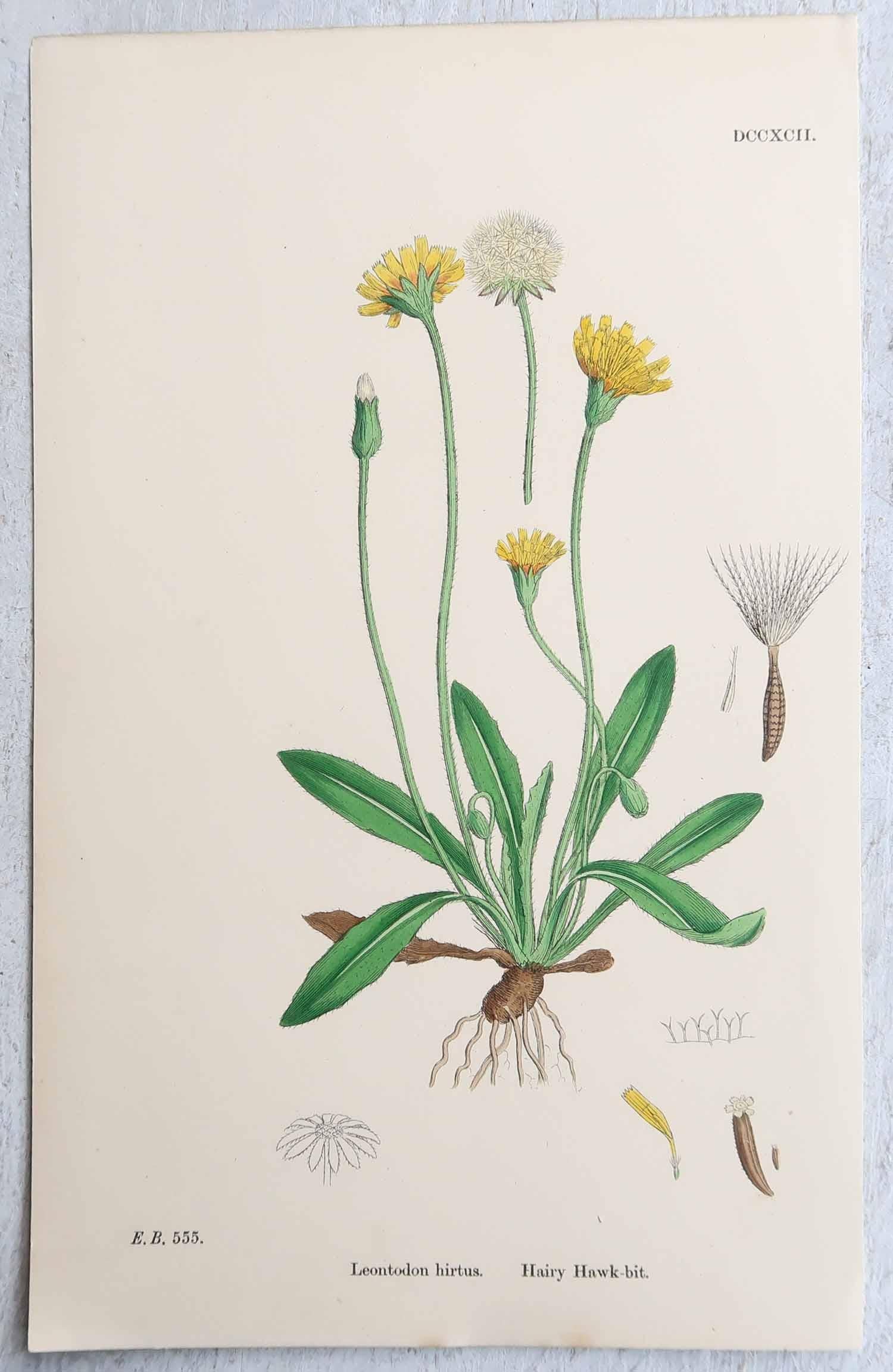 Ensemble de 16 estampes botaniques originales d'antiquités, vers 1850 en vente 5