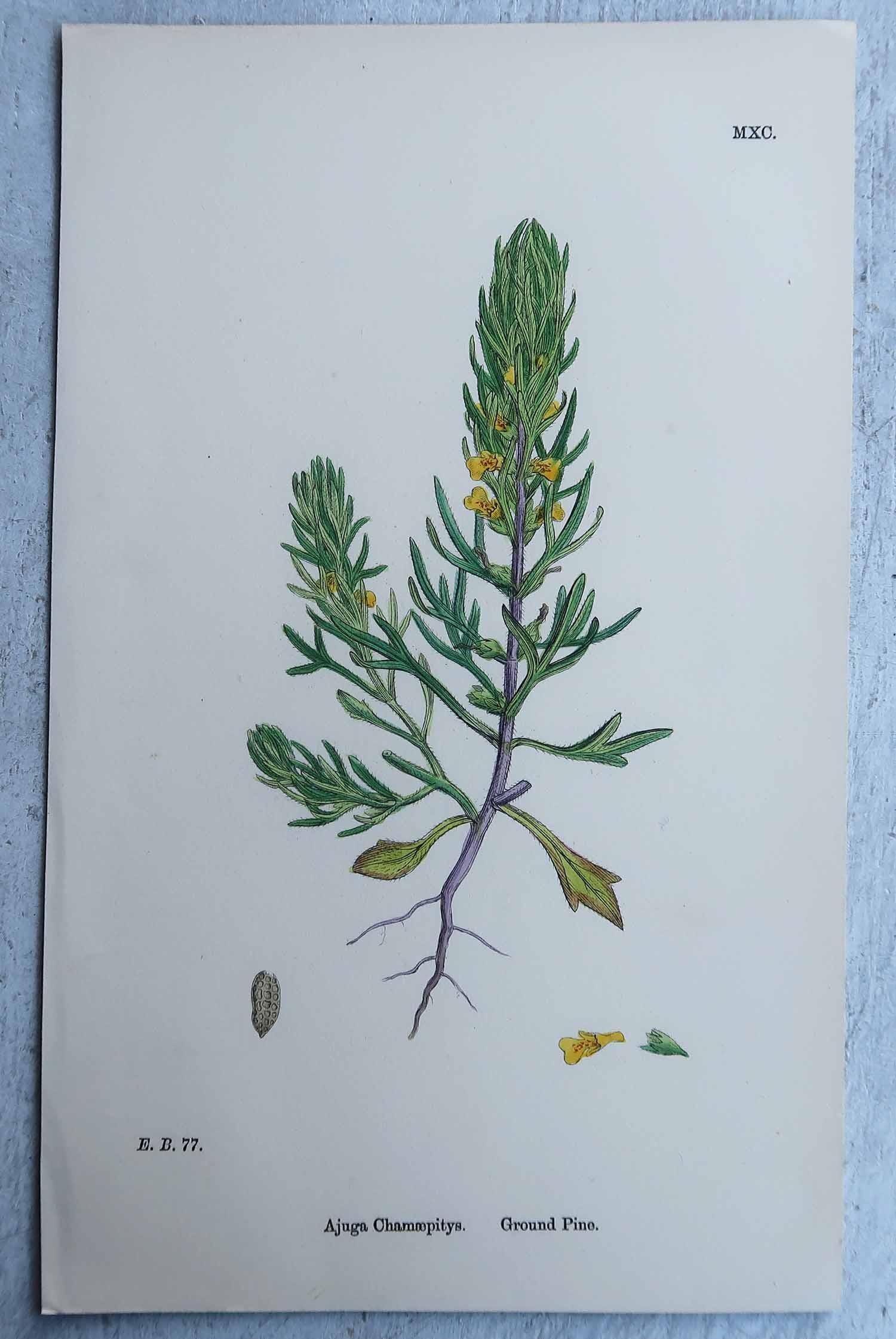 Set von 16 originalen antiken botanischen Drucken, um 1850 im Angebot 5