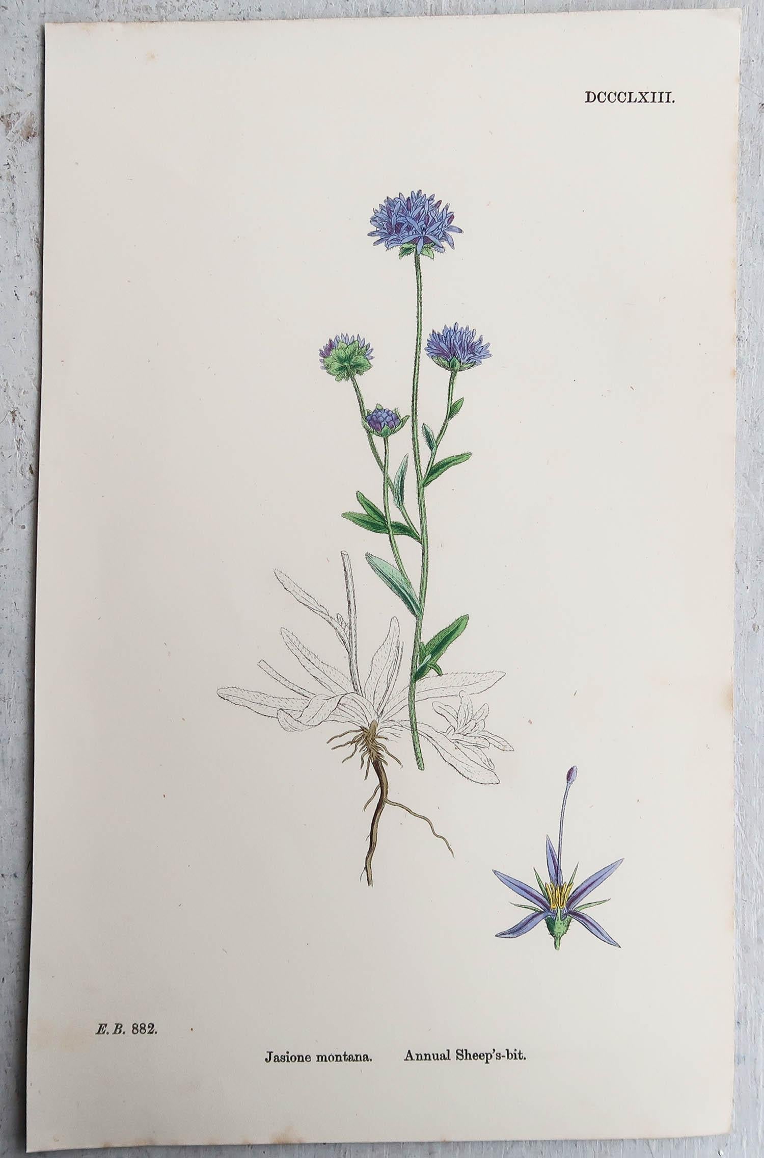 Set of 16 Original Antique Botanical Prints, circa 1850 6