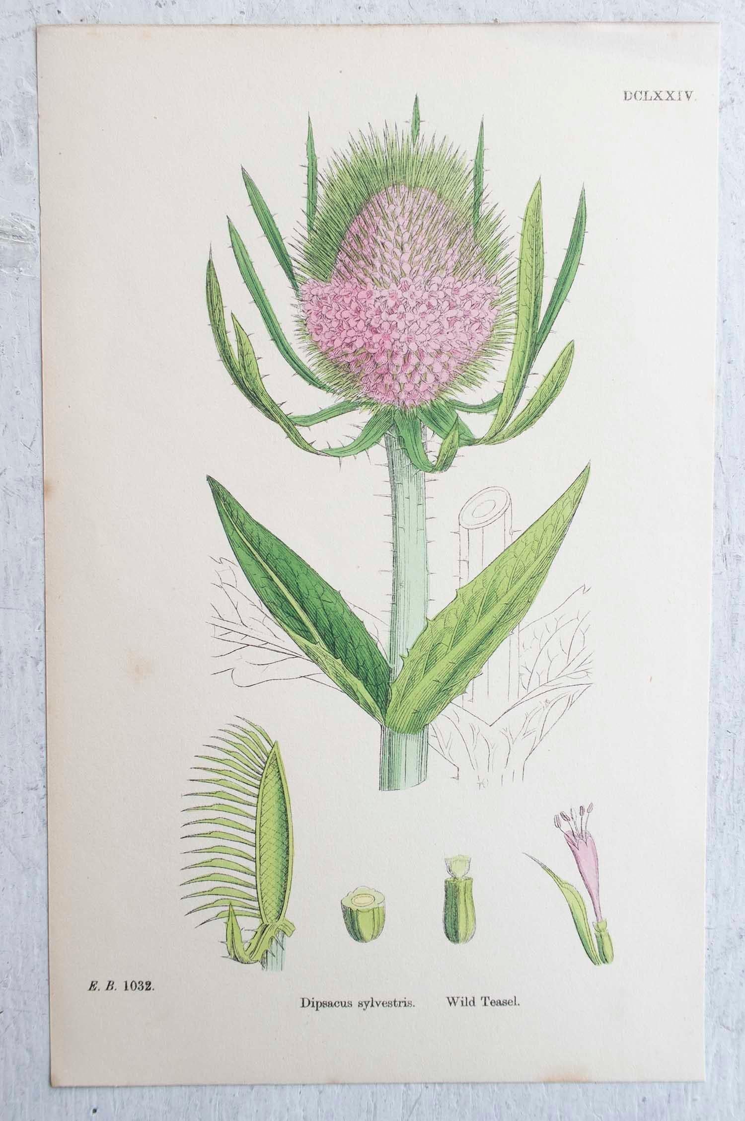 Set of 16 Original Antique Botanical Prints, circa 1850 6