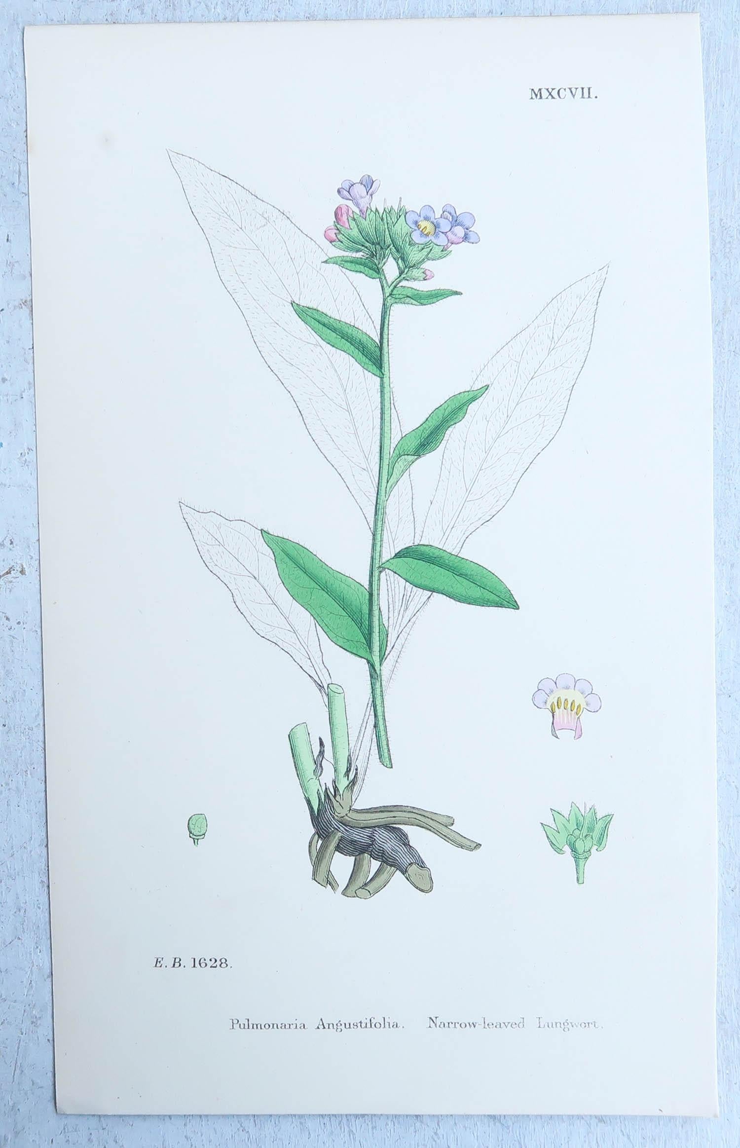 Set of 16 Original Antique Botanical Prints, circa 1850 6