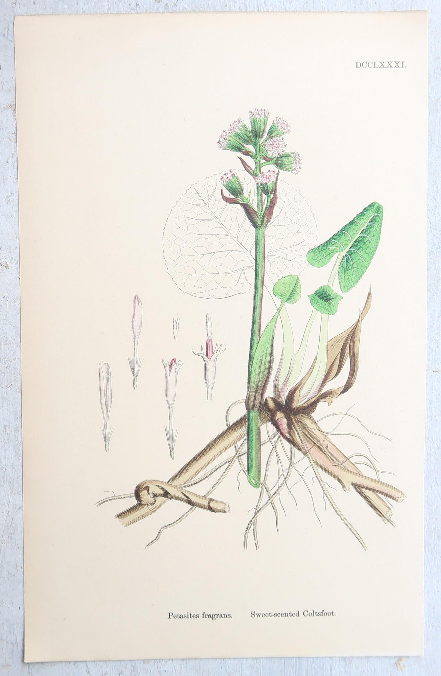 Set von 16 originalen antiken botanischen Drucken, um 1850 im Angebot 6