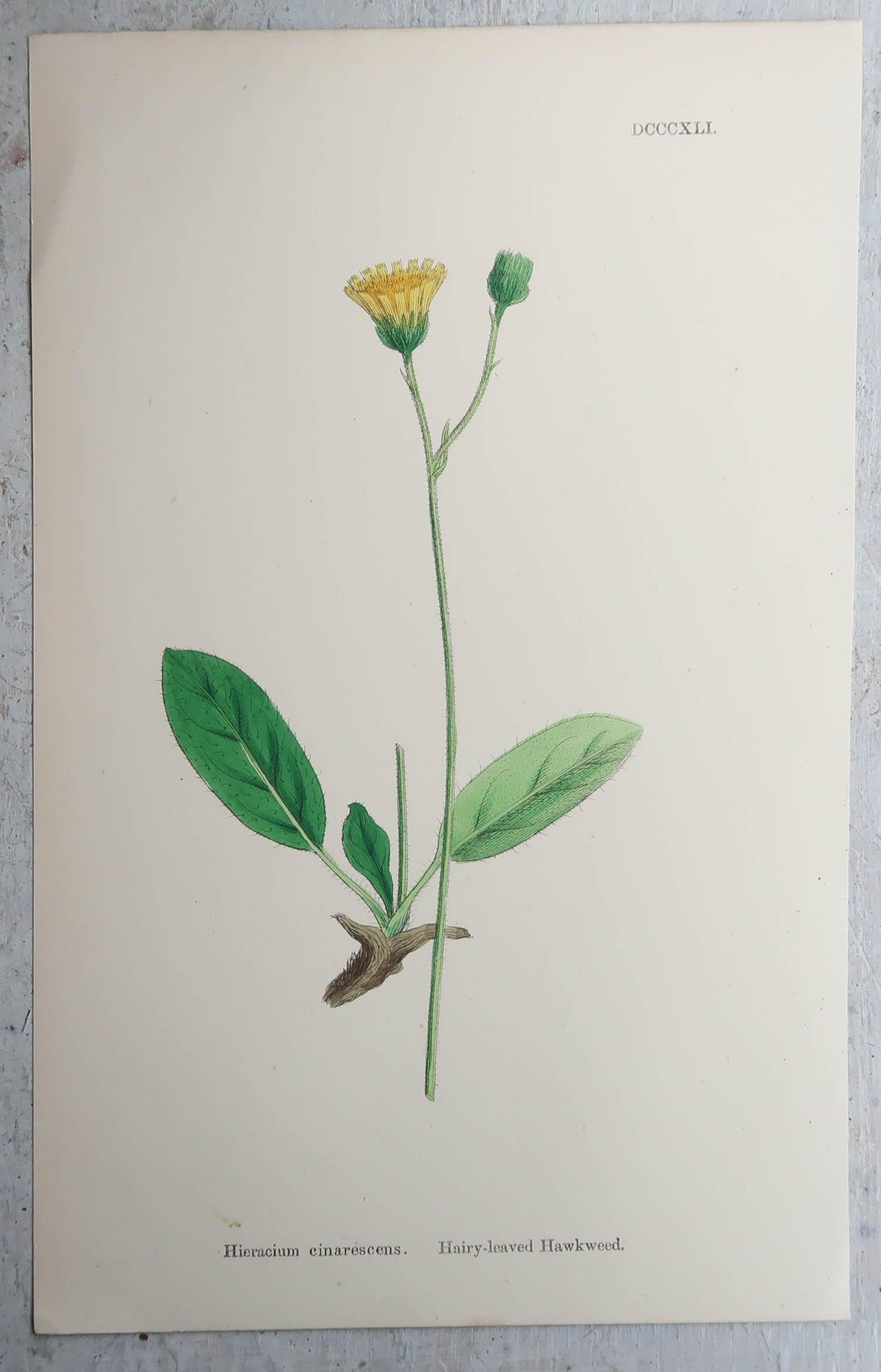 Set of 16 Original Antique Botanical Prints, circa 1850 For Sale 6