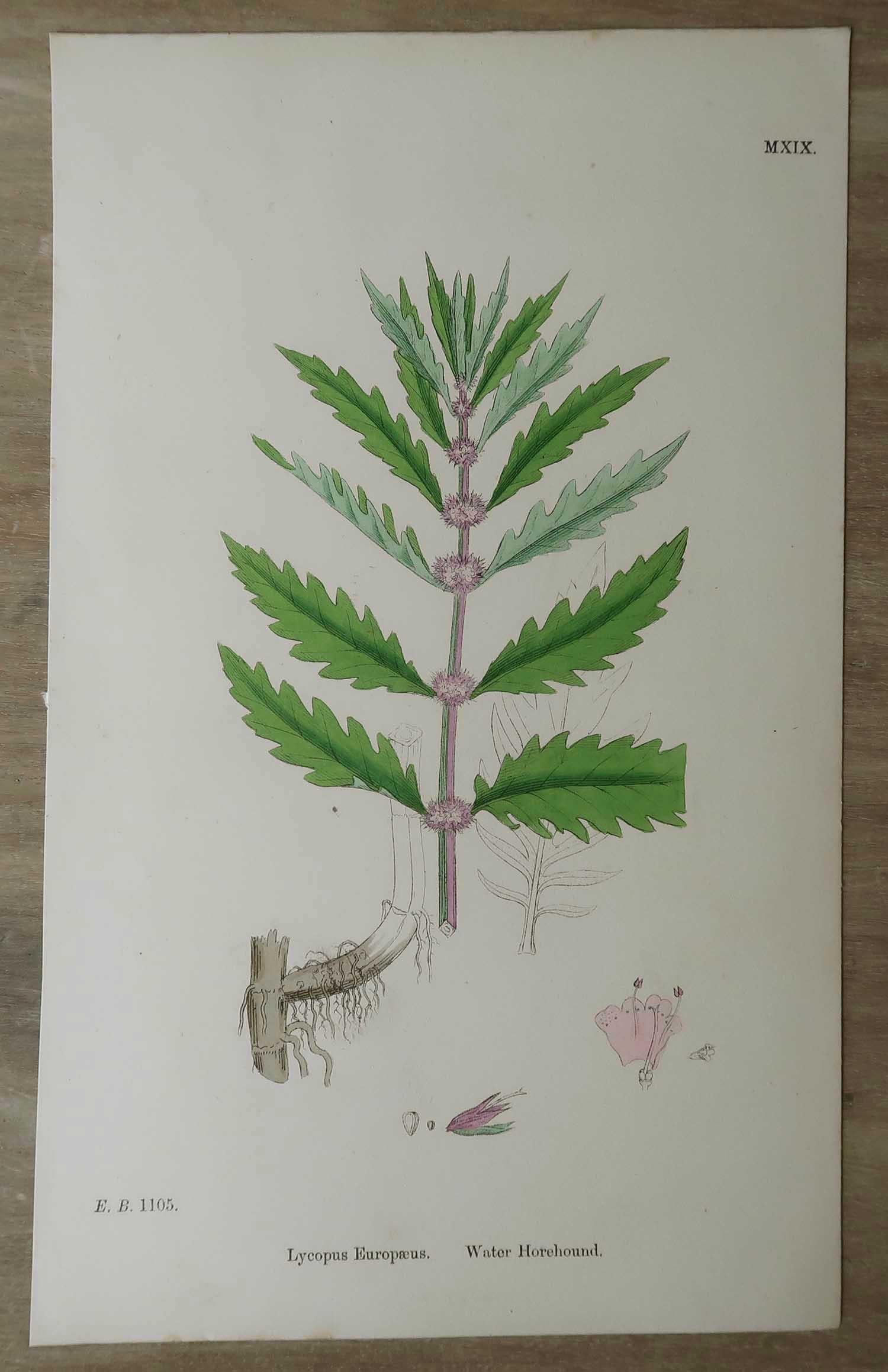 Set of 16 Original Antique Botanical Prints, circa 1850 For Sale 6